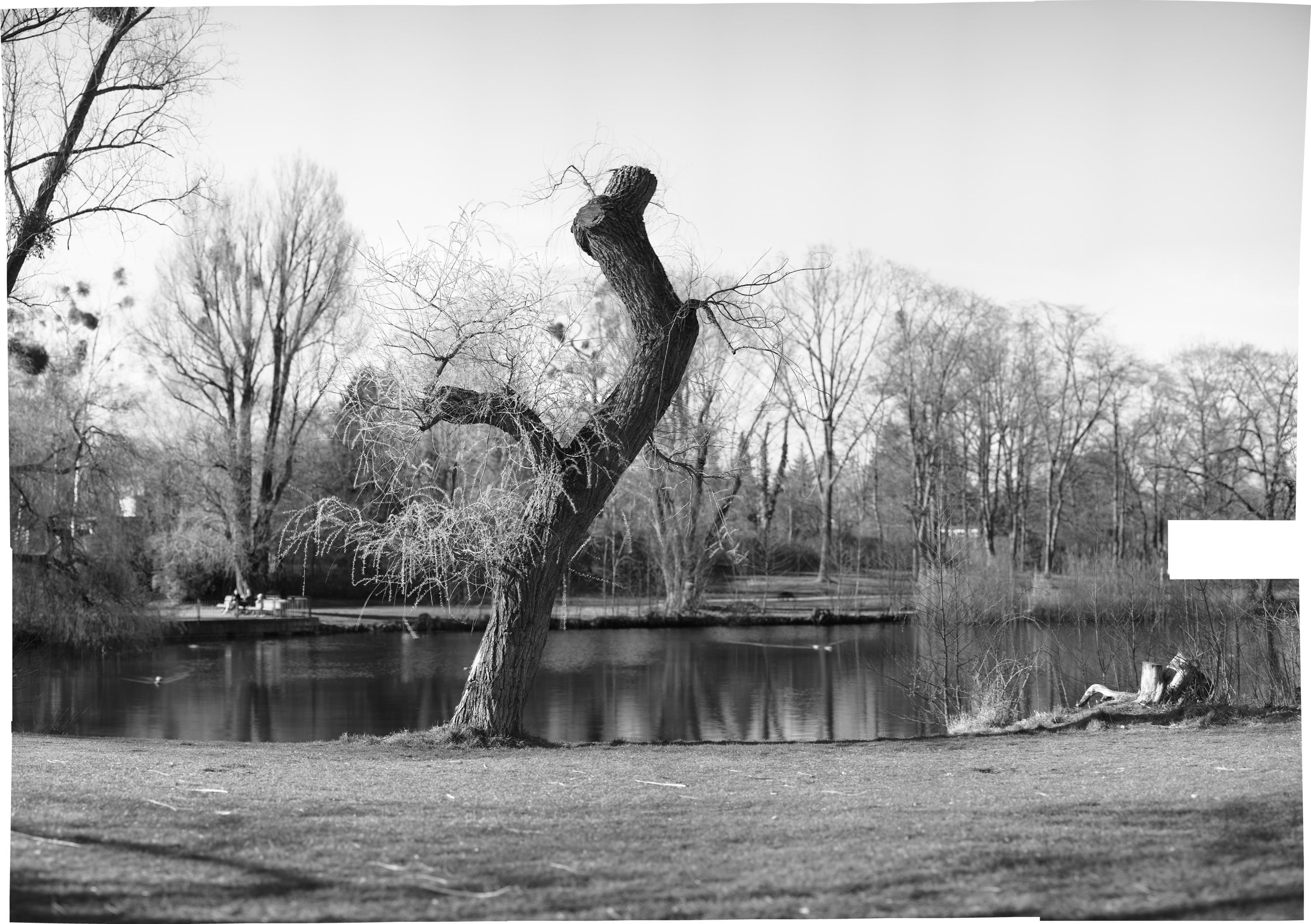 Corona-Baum, Panorama, Brenizer