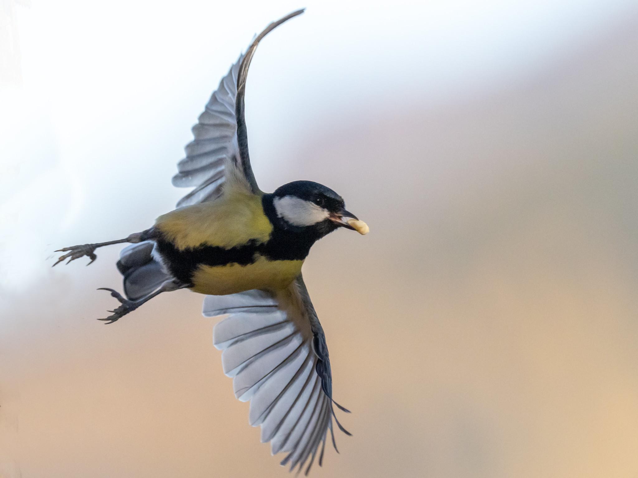 Kohlmeise im Flug