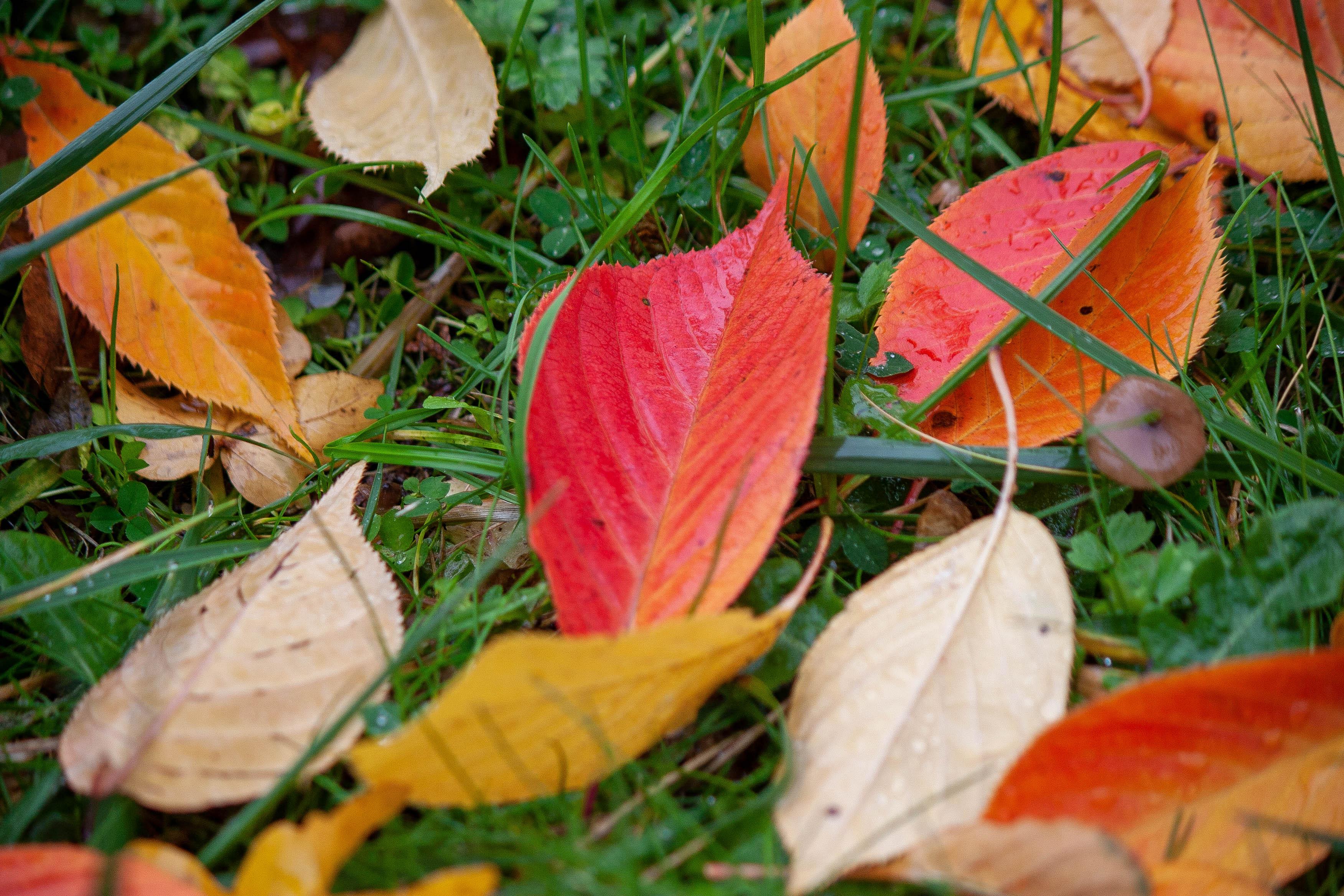 Herbststimmung