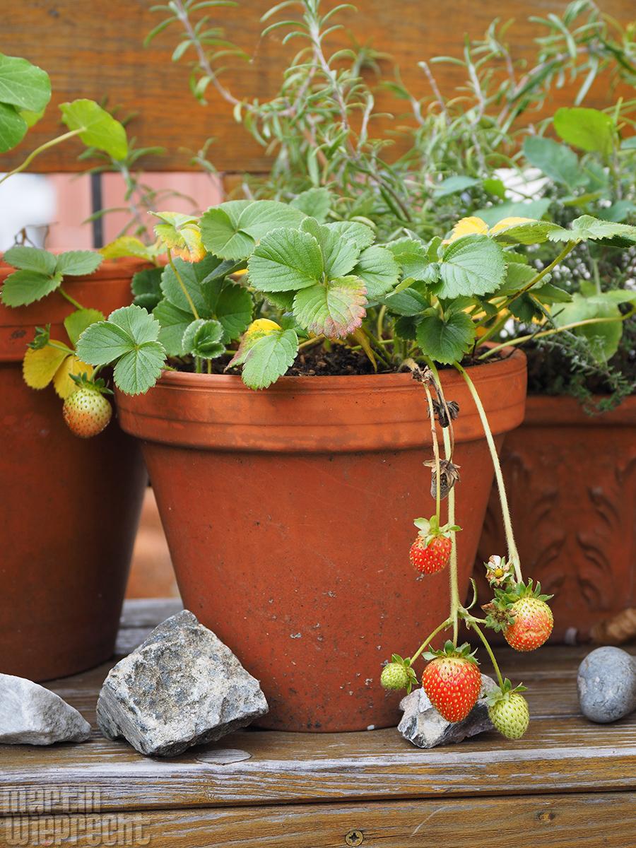 Balkon-Erdbeeren im November