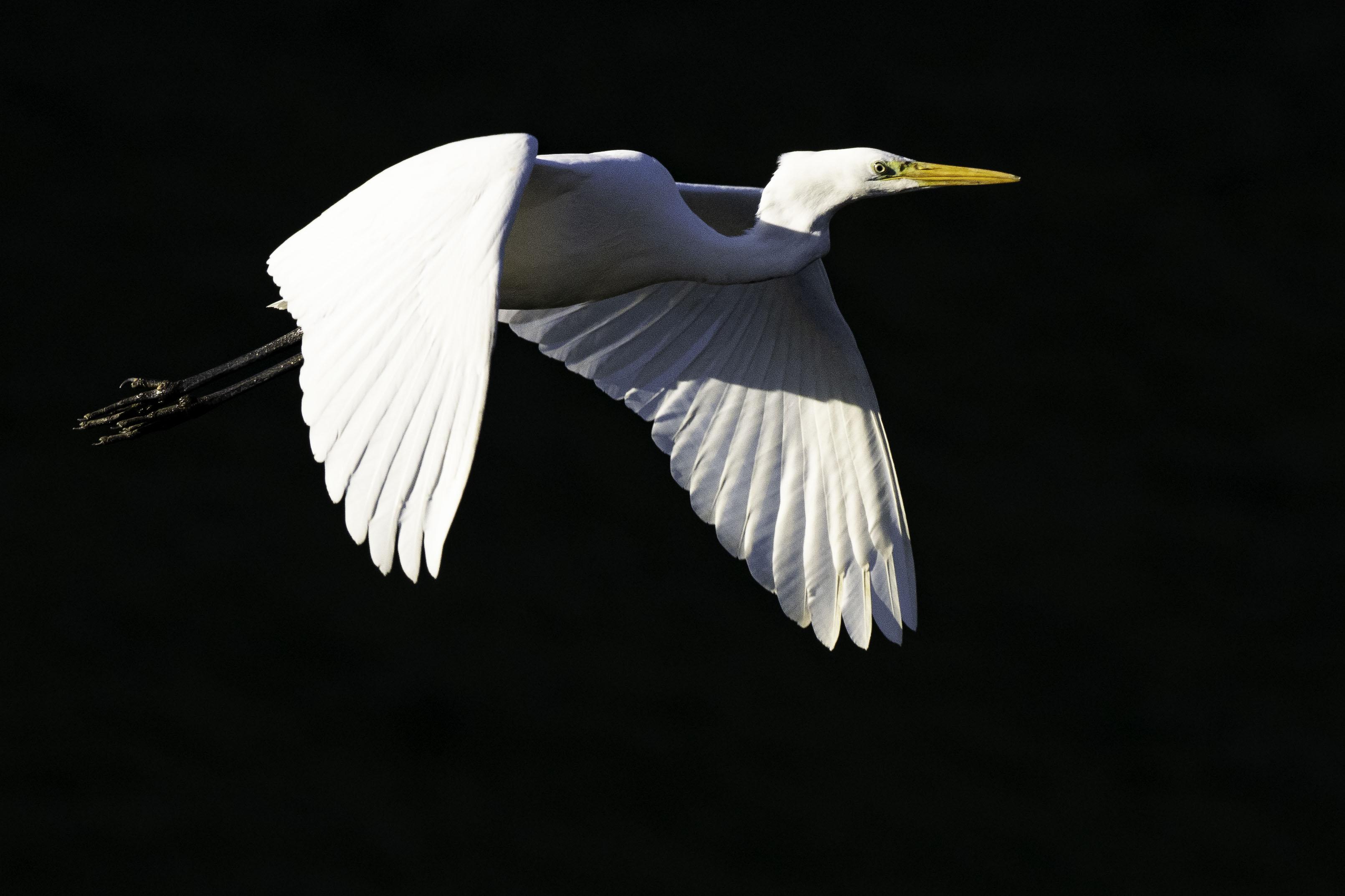 Erster Versuch Bird-AF E-M1X mit 300mm F4 