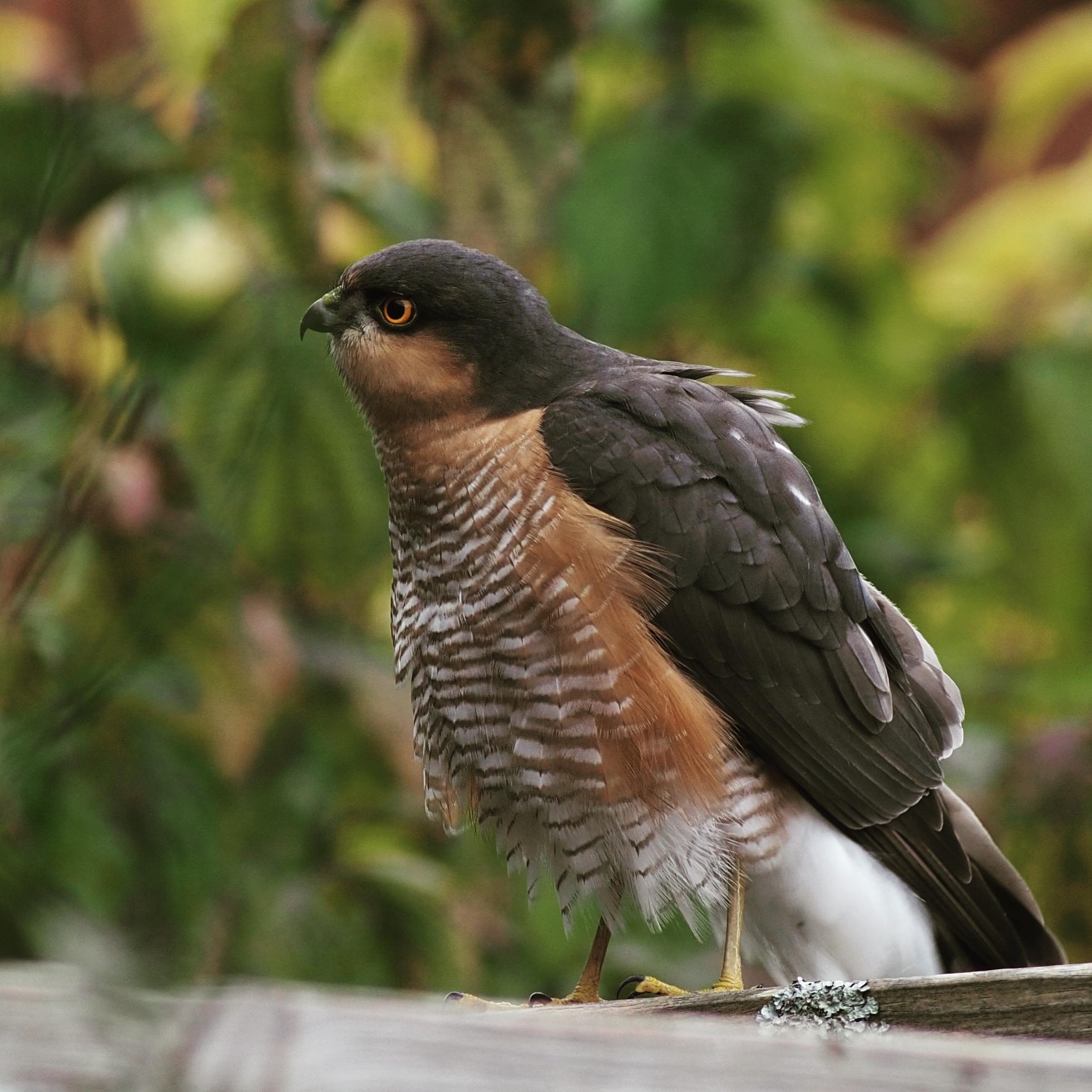 Aufgeplusterter Sperber bei uns im Garten