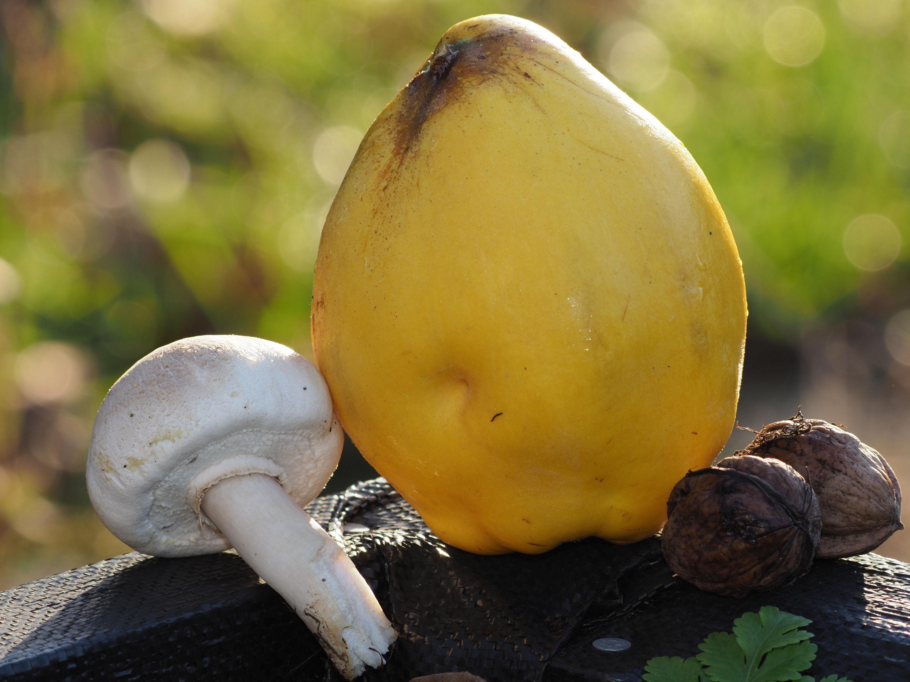 Erntedank- Pilz, Quitte und Walnüsse aus dem Garten