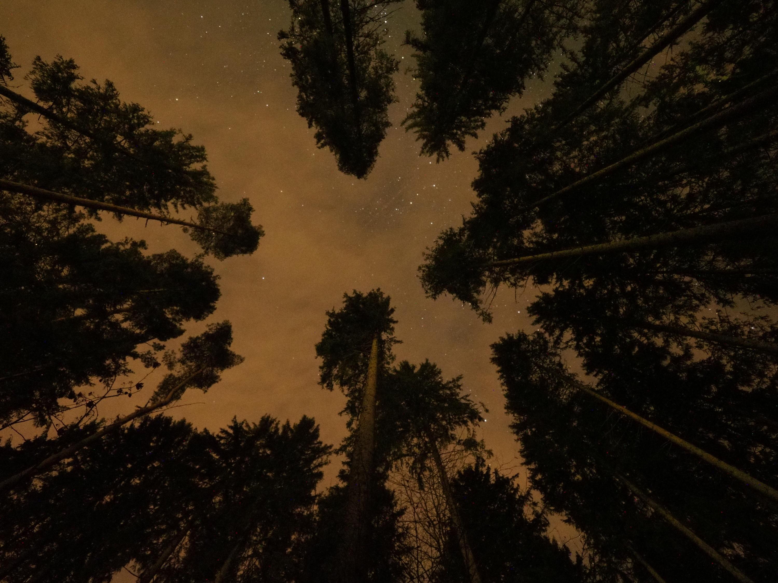 nachts im Wald