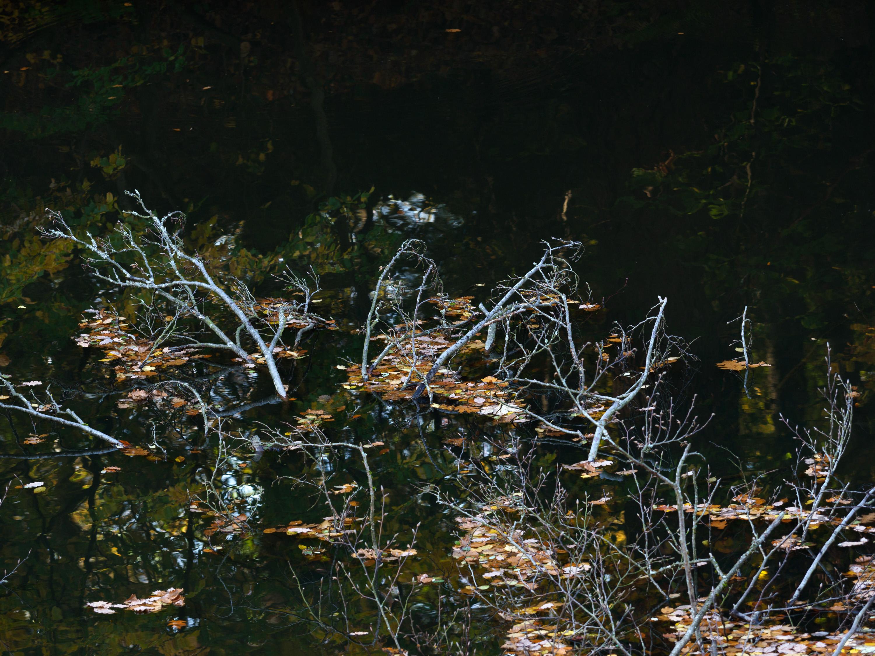 Umgestürzter versinkender Baum im Waldsee