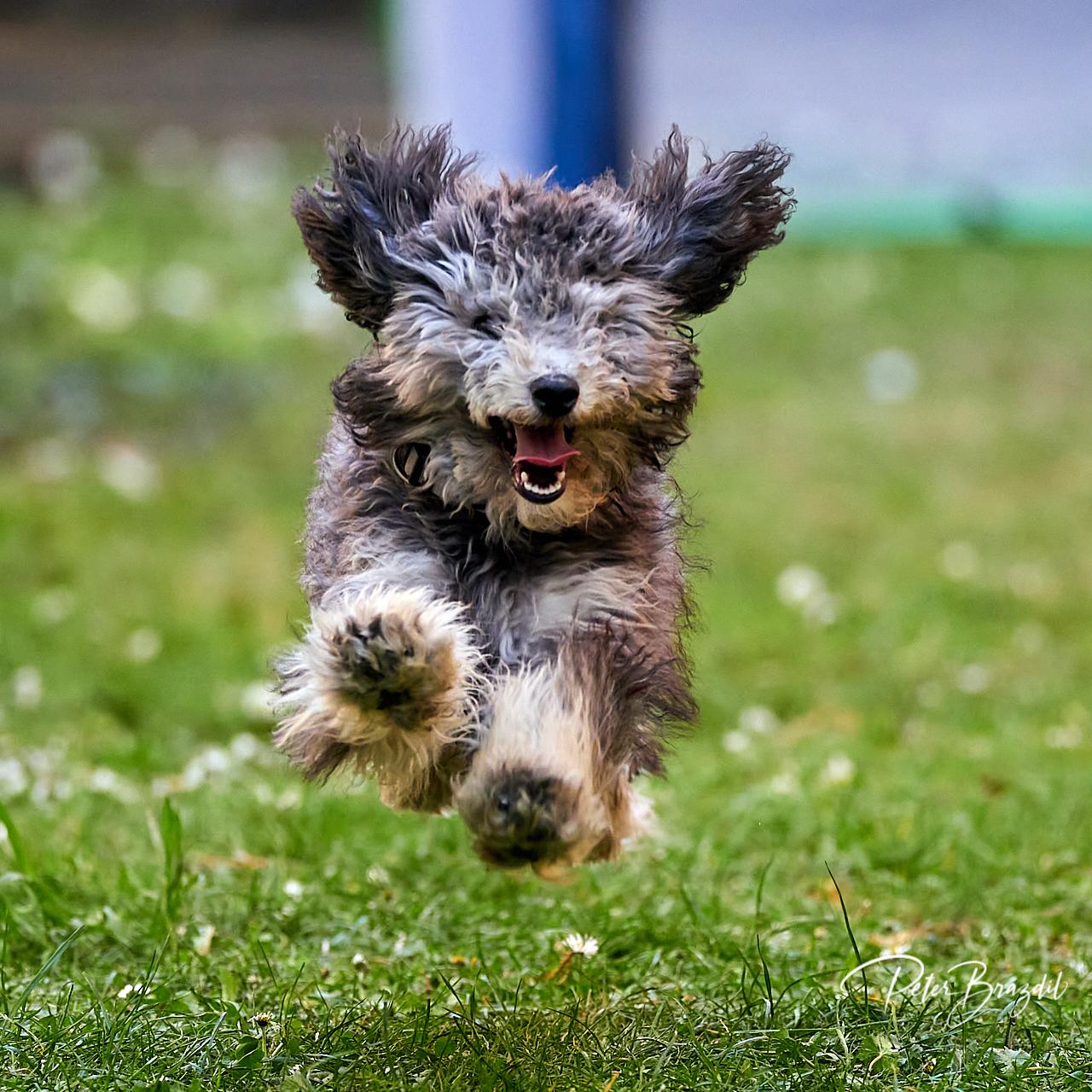 flying dog