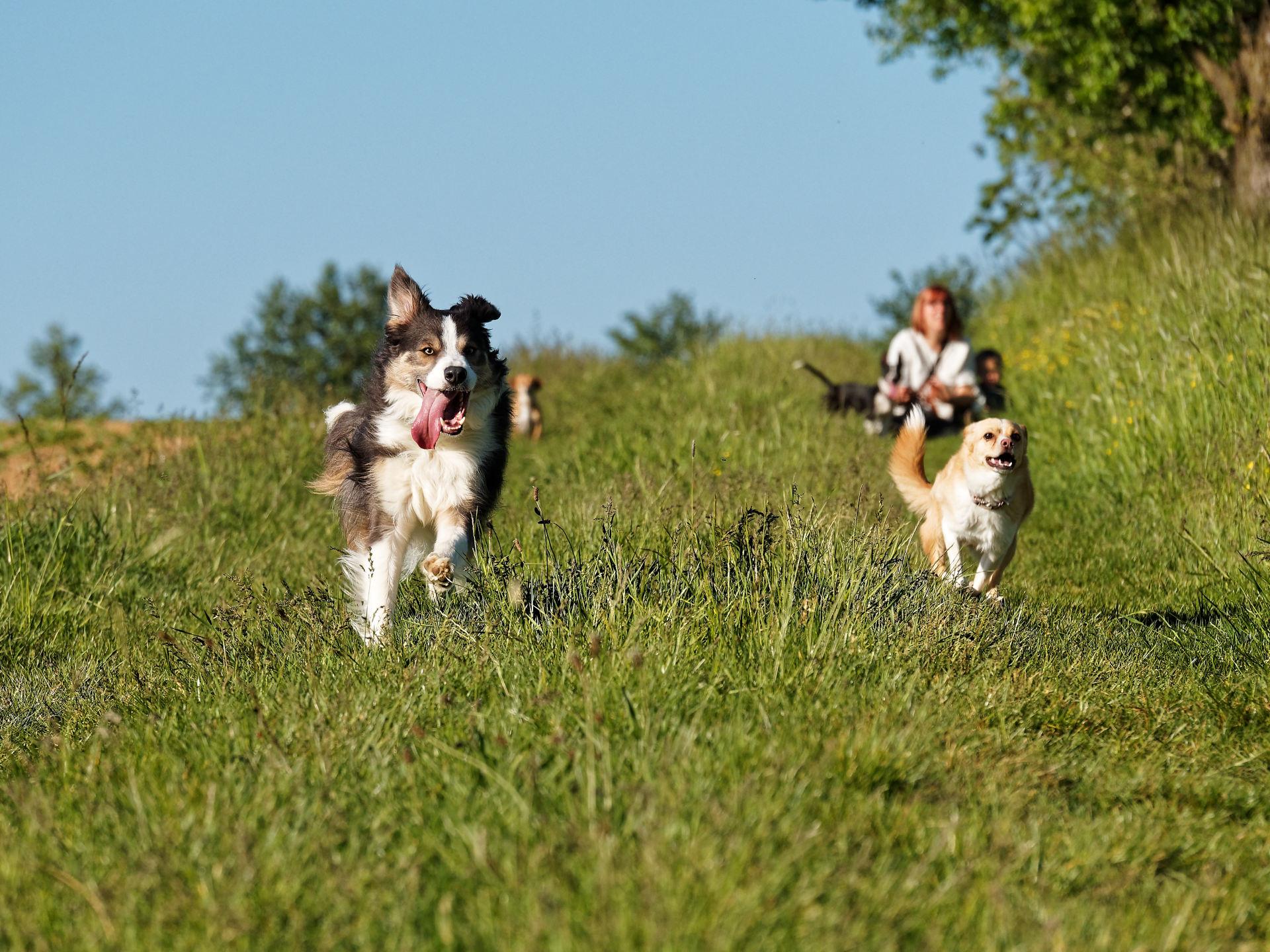 Hund 1