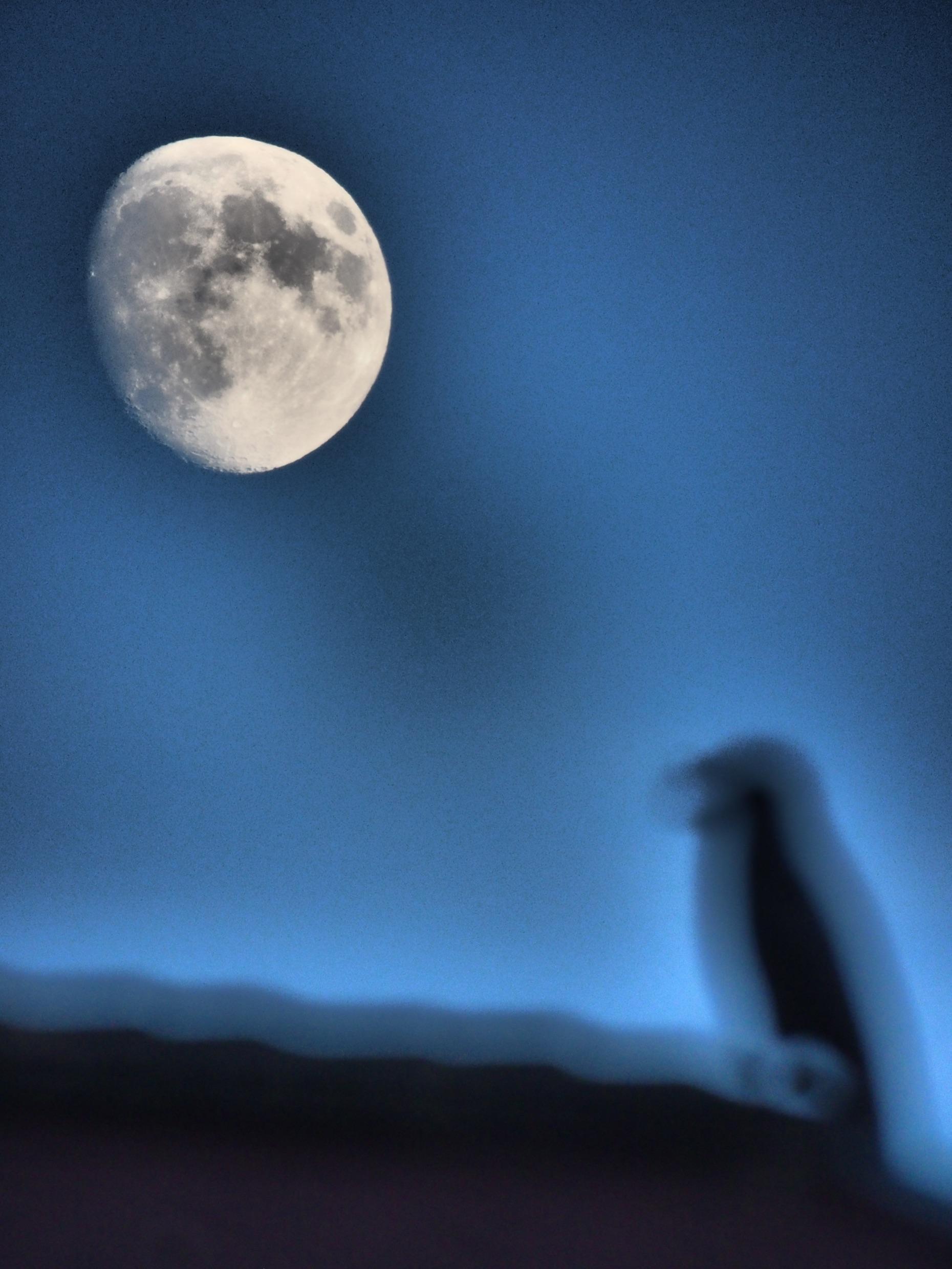 Mond-Anbeter