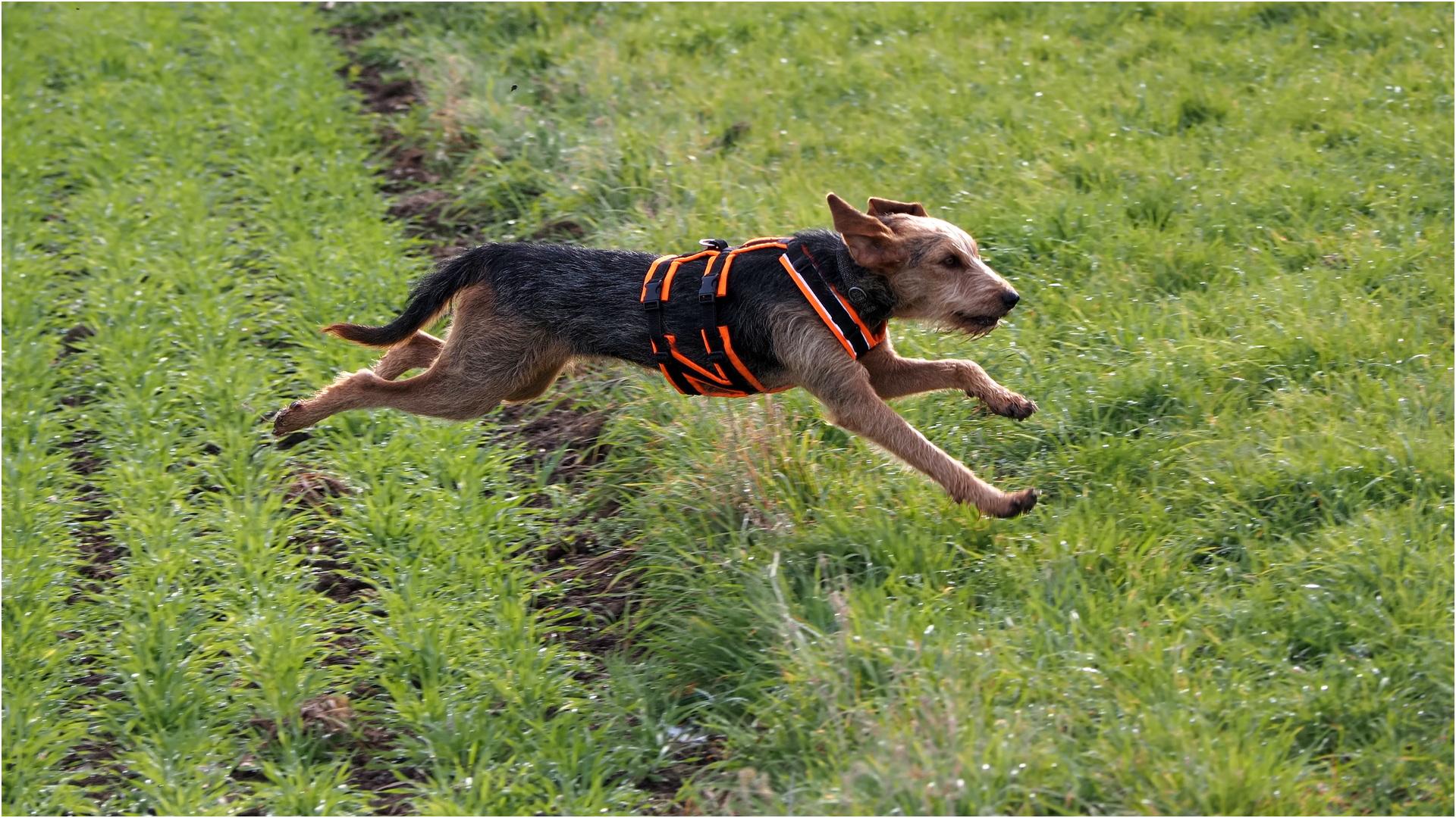 Merle, Weitflug