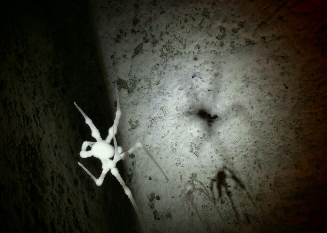 Spider 4y