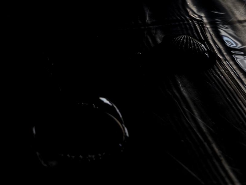 black bubbleshell