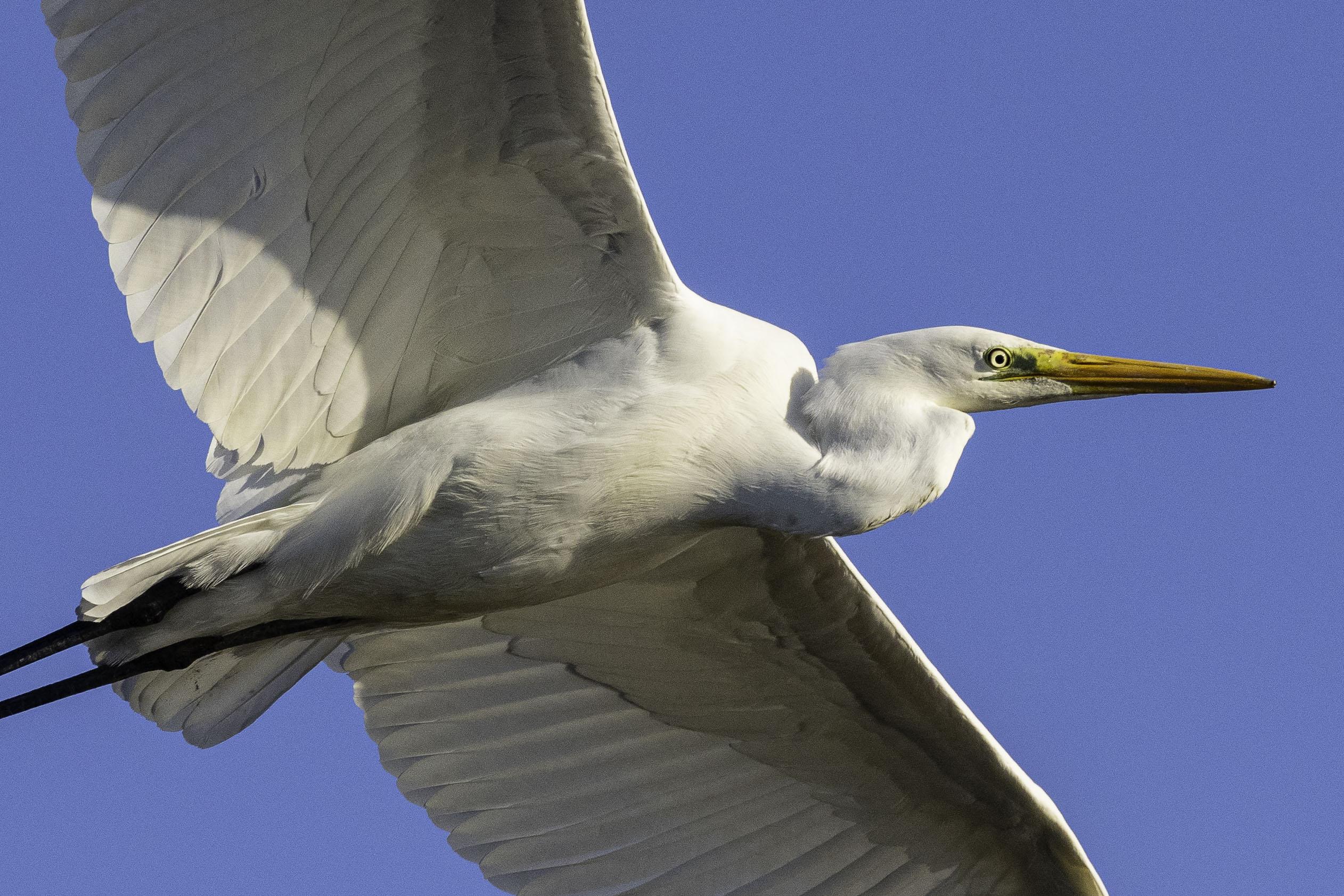 Hier funktioniert die Bird-Af glänzend (E-M1X + M.Zuiko 300mm F4