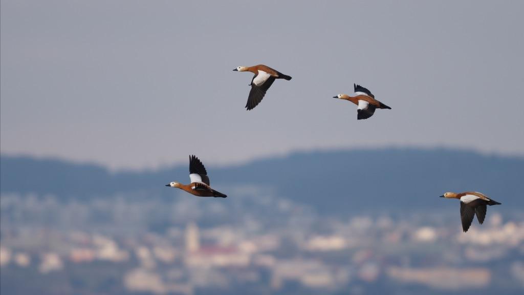 Rostgänse am Bodensee
