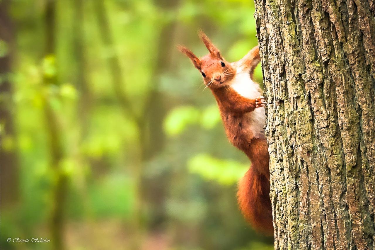 Puschelöhrchen im Wald in einem vergangenen Sommer