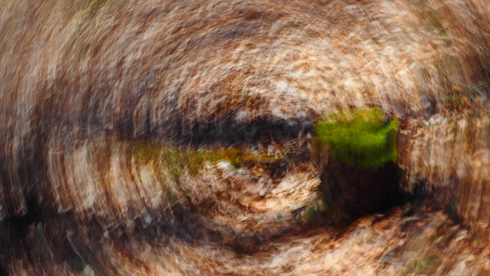 Alter Baum