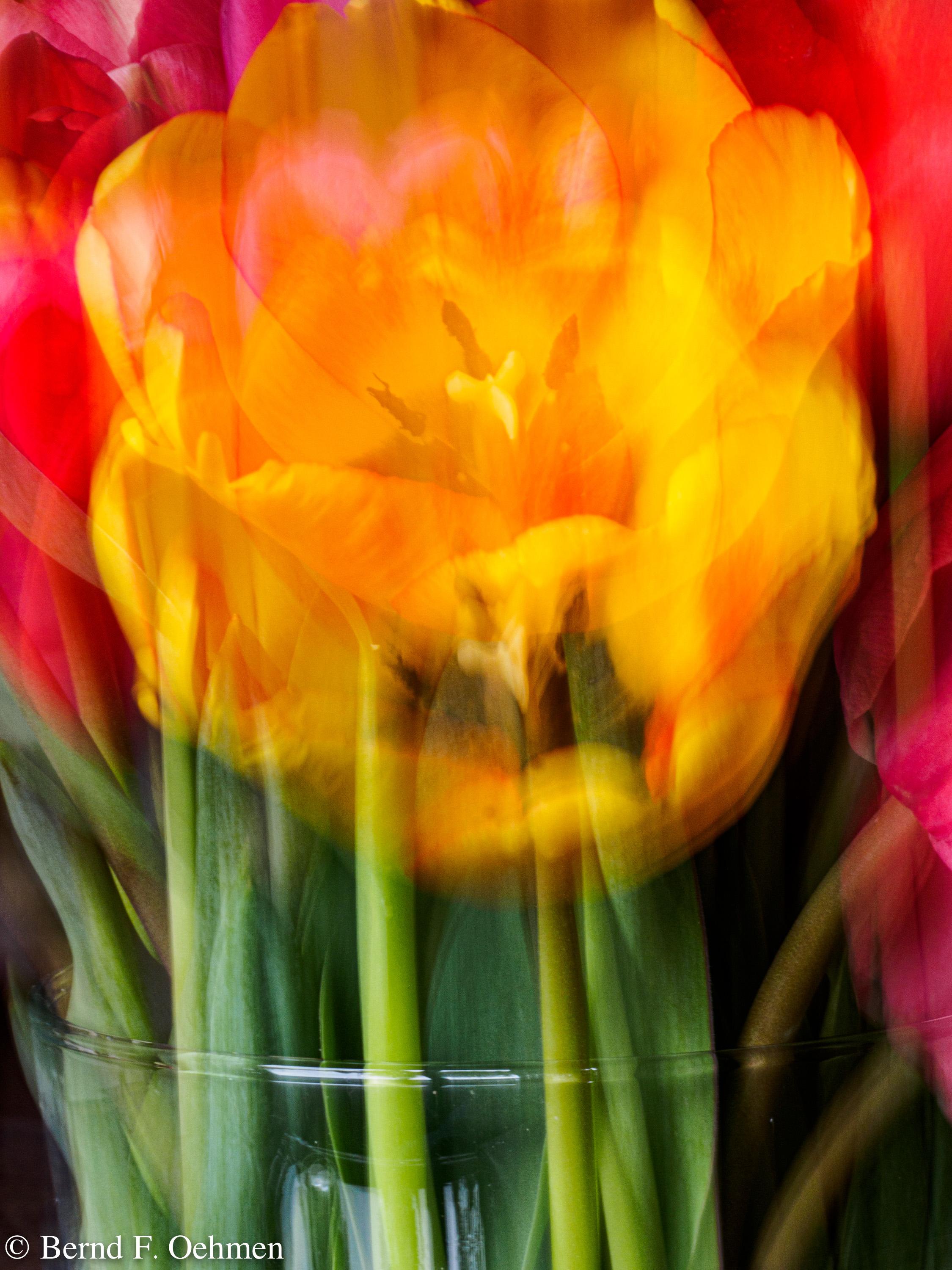 Tulpe in Vase verwischt
