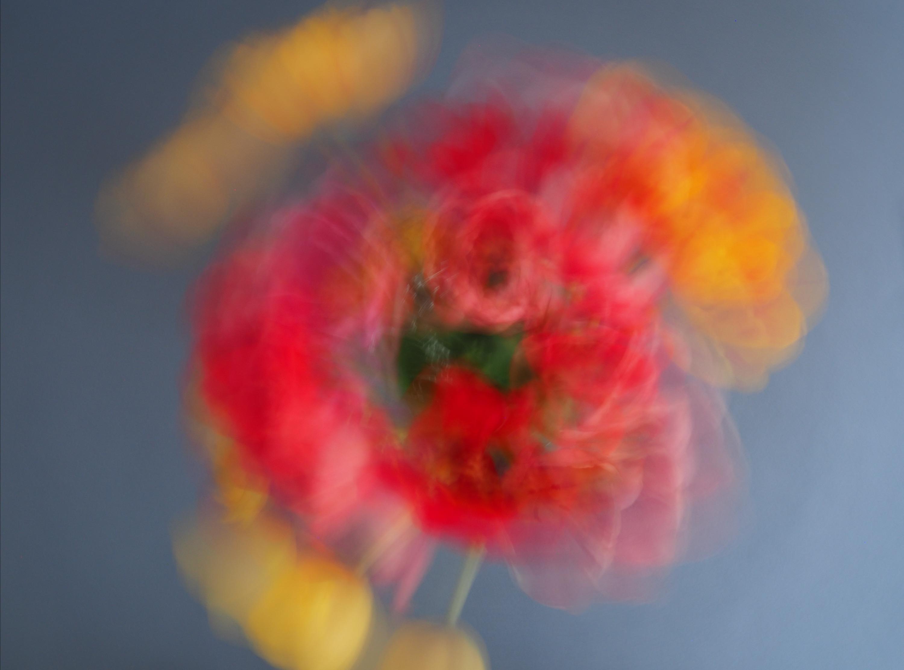 Tulpenstrauss, bei der Aufnahme umgangen.