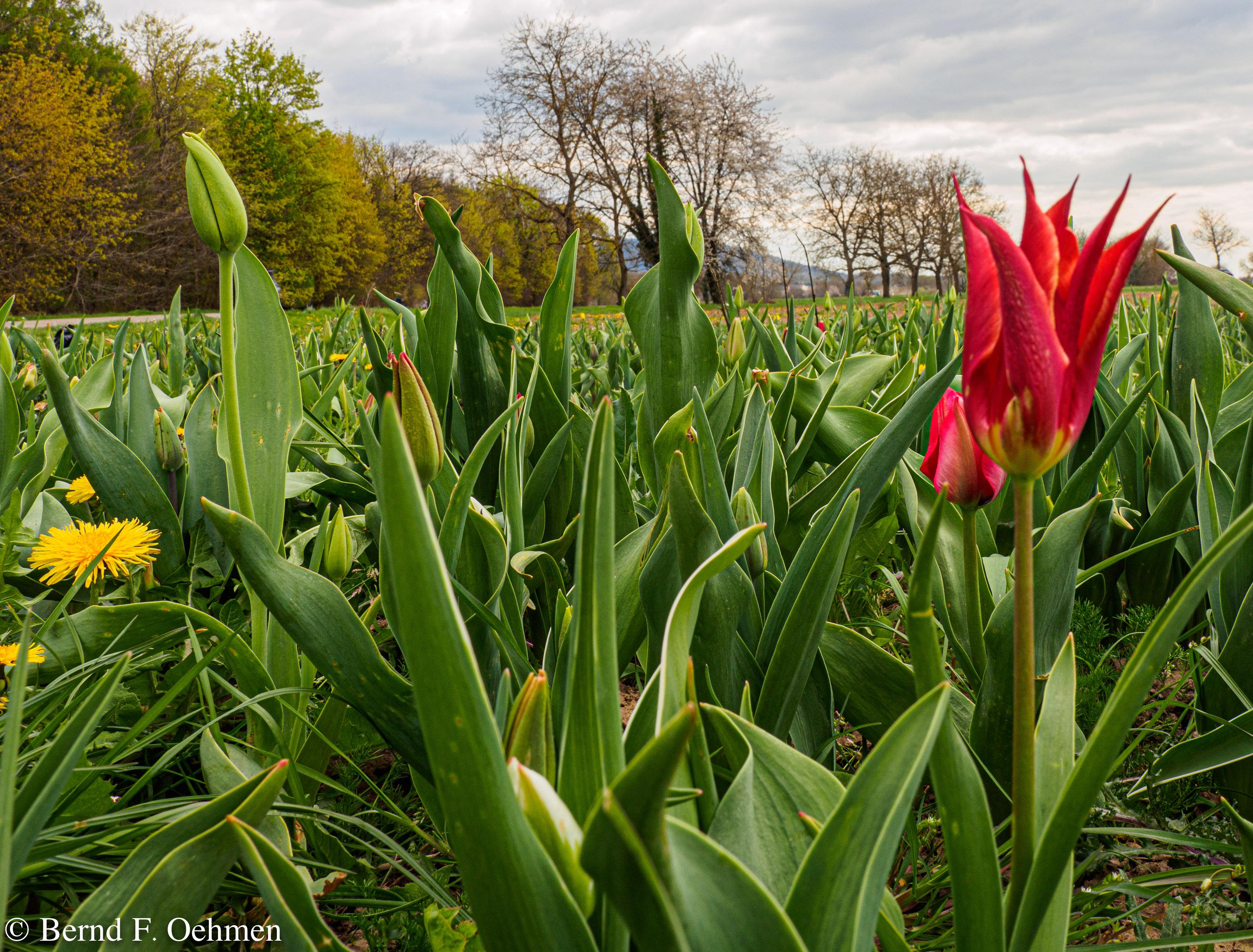 Tulpenfeld bei Rastatt