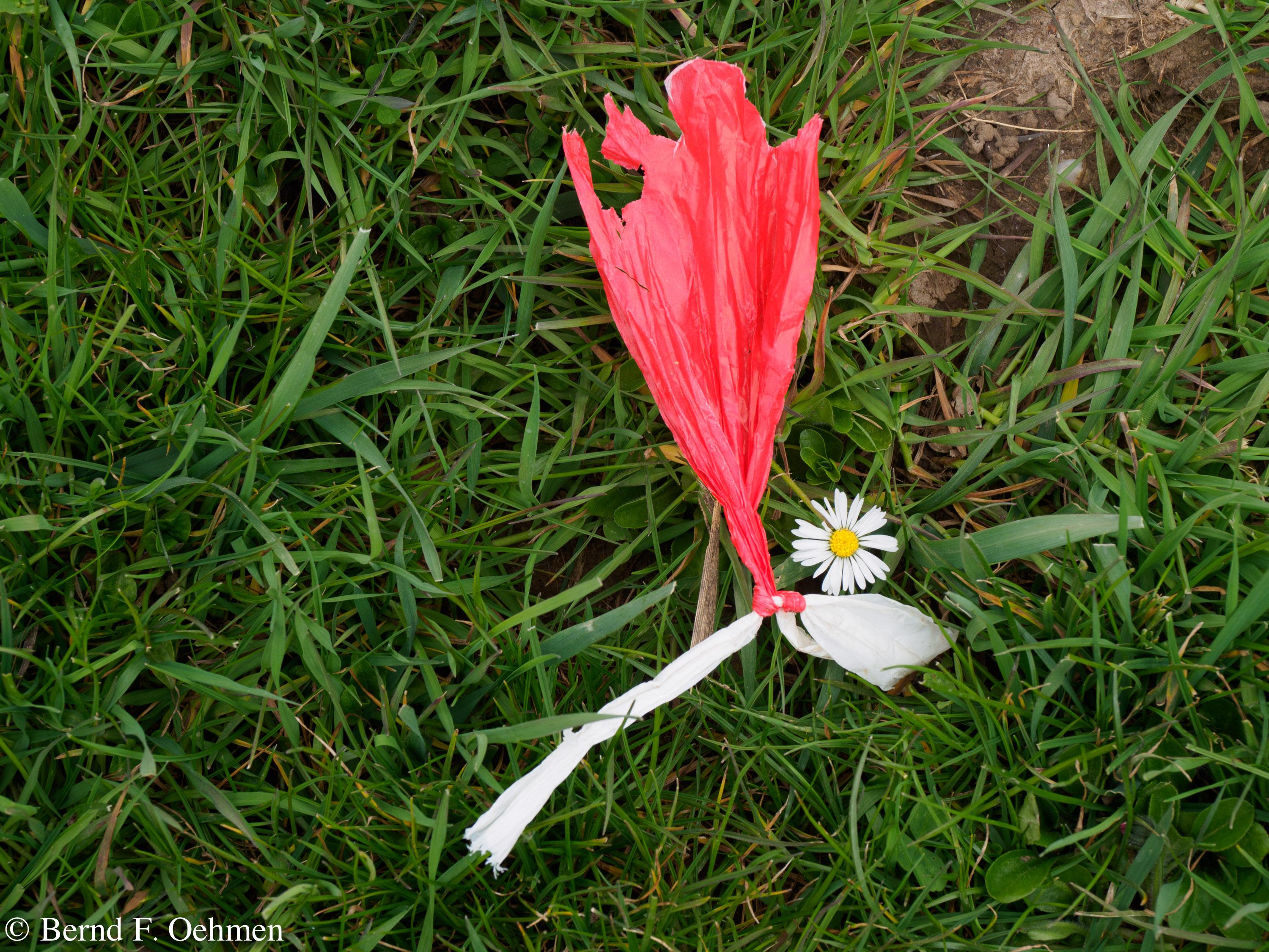 Wiese mit Gänseblümchen und Abperrbandrest
