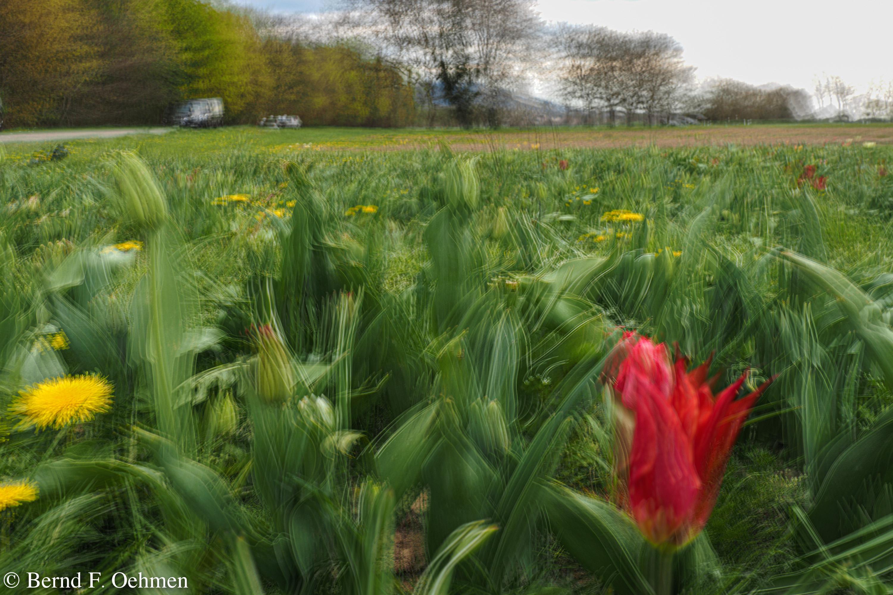 Tulpenfeld impressionistisch