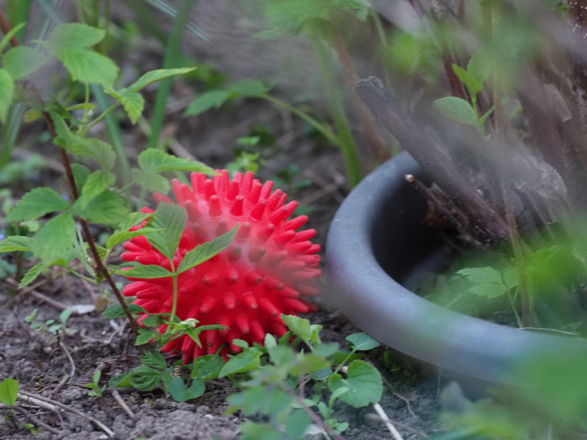 Virus in unserem Garten