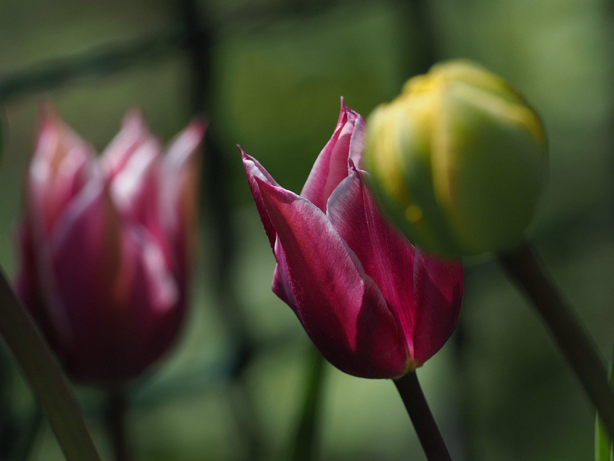 rote Tulpen