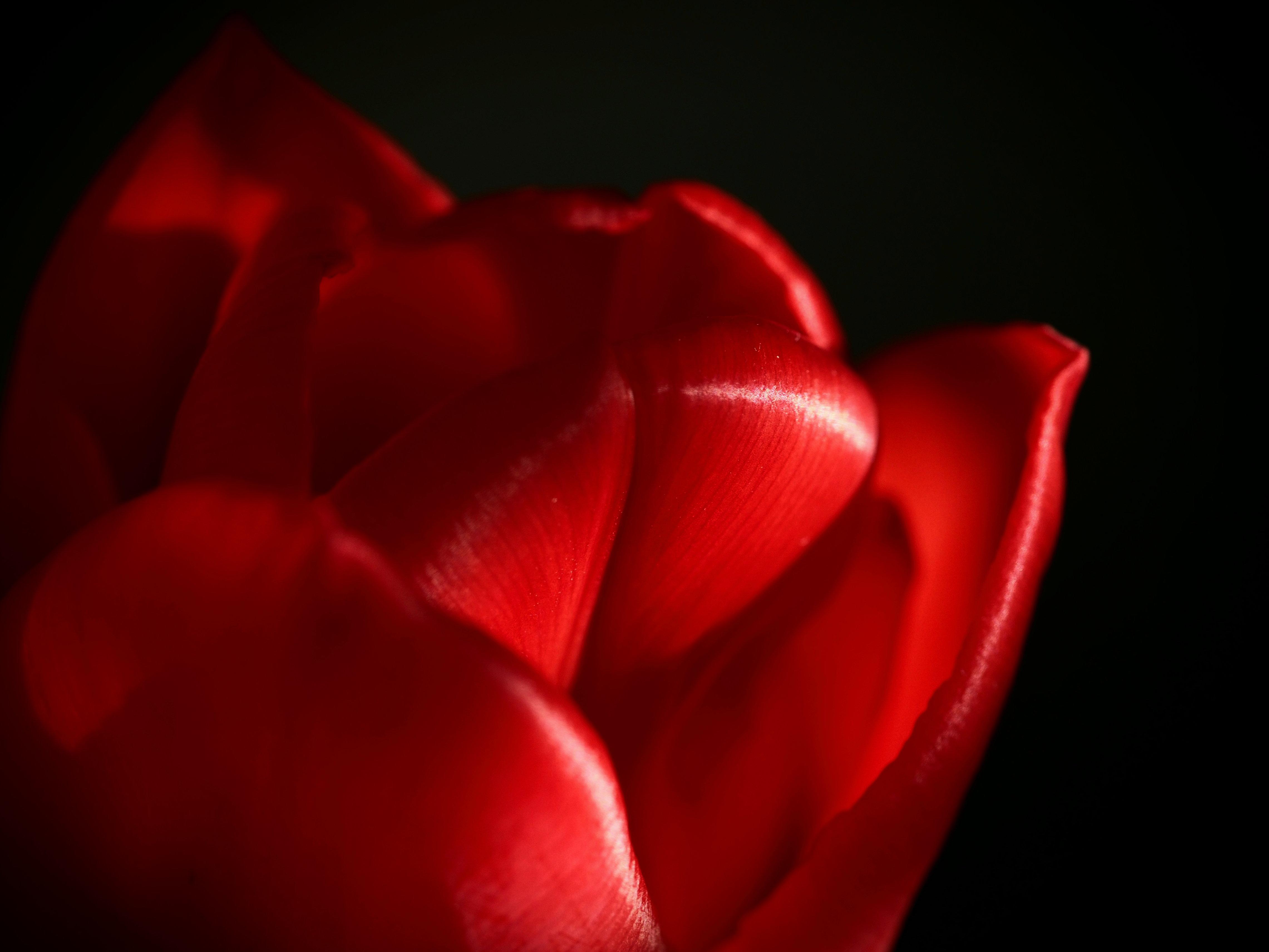 Tulpe Macro