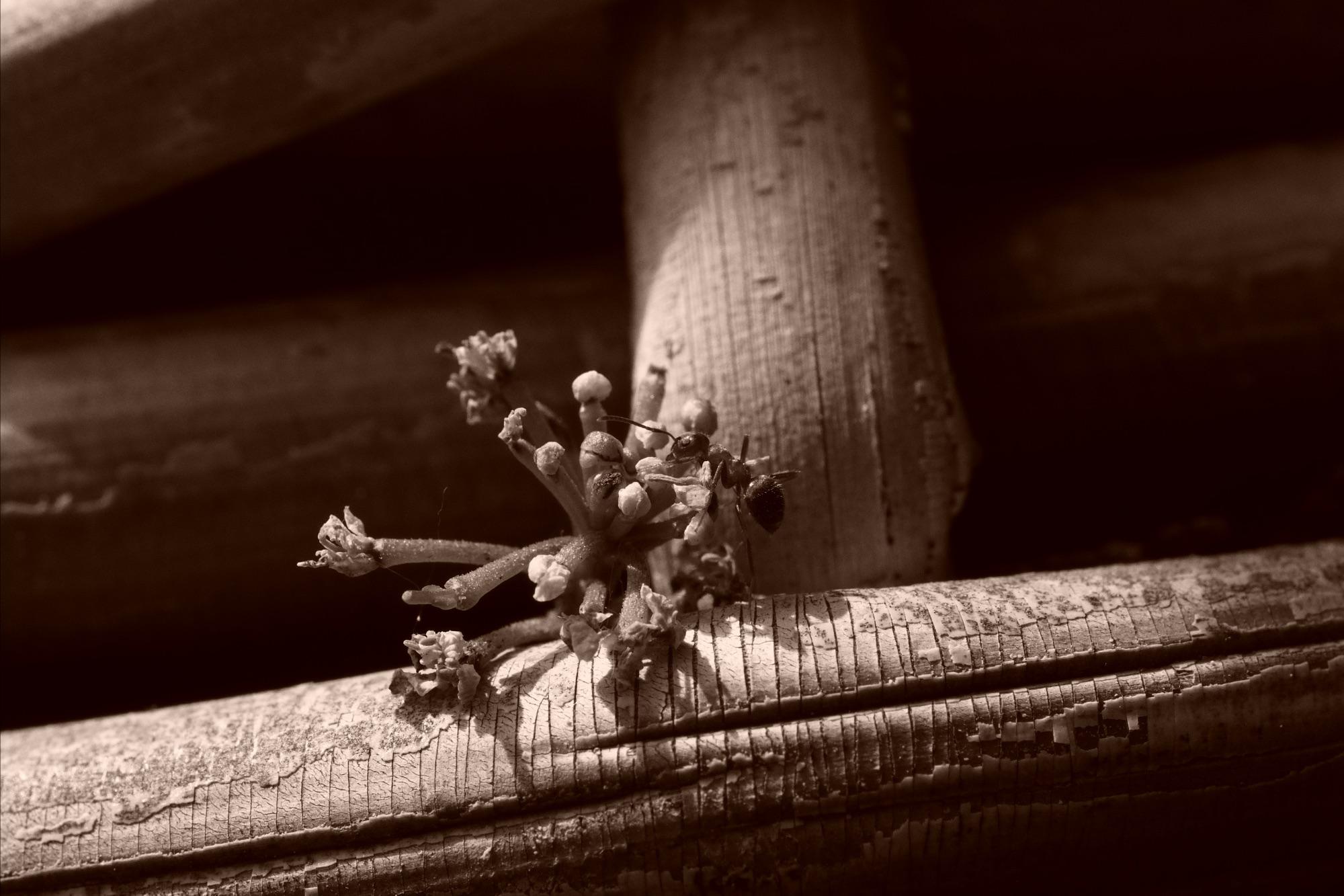 Ameise am Blumenkorb
