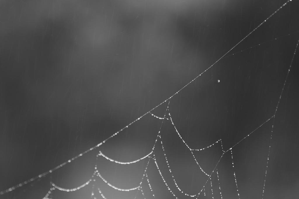 Wasser_Netz