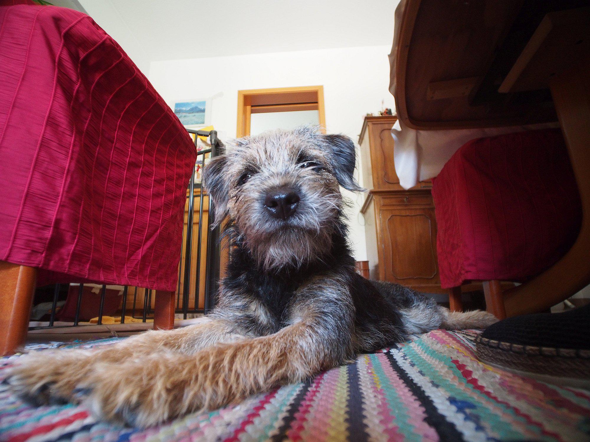 Hund am Boden