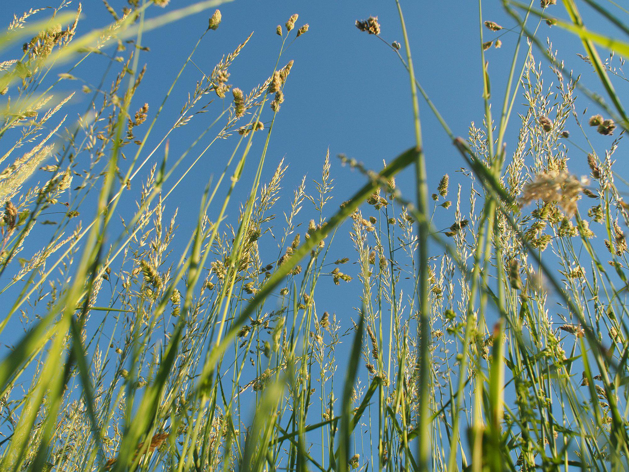 Gras von unten