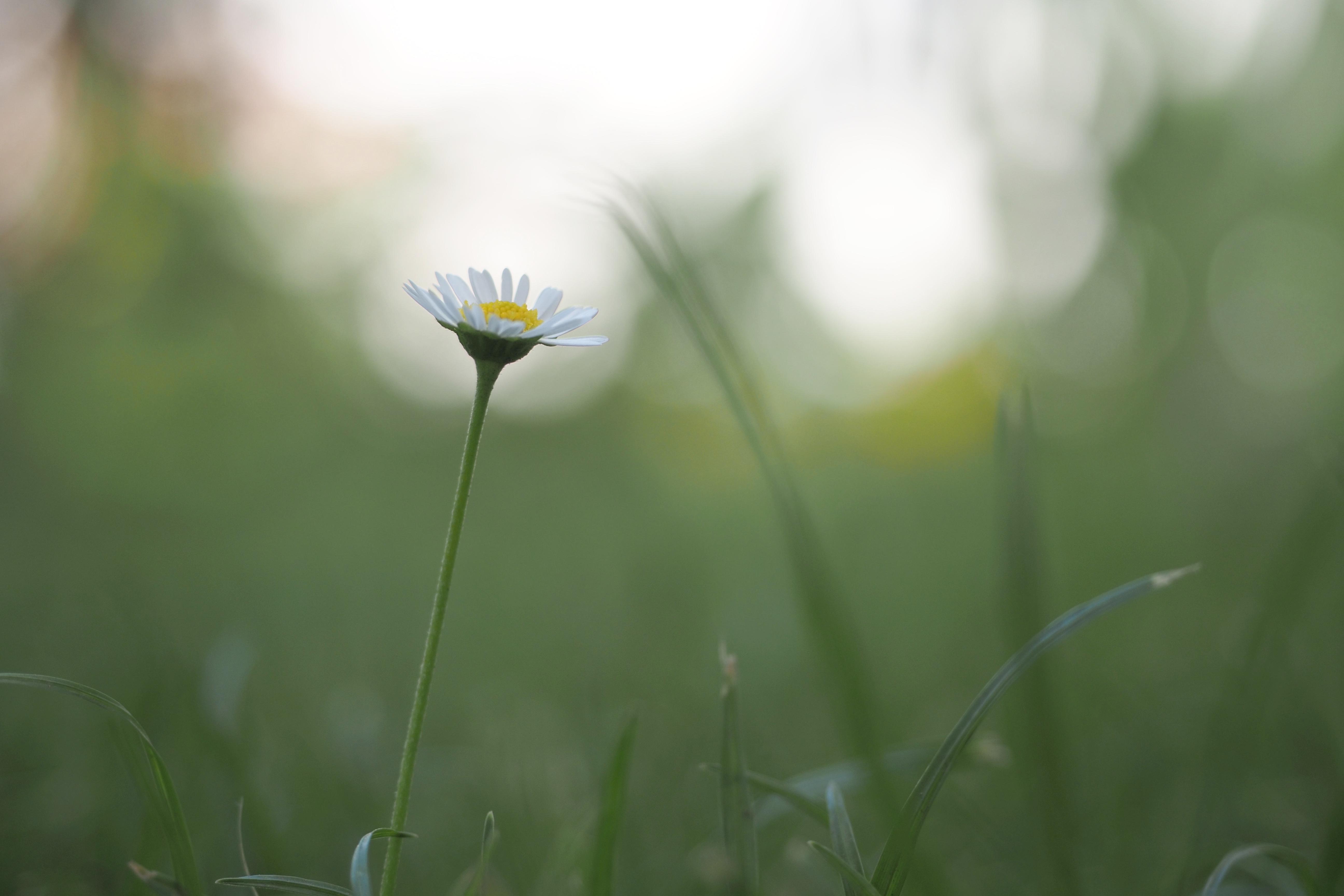 Gänseblümchen 
