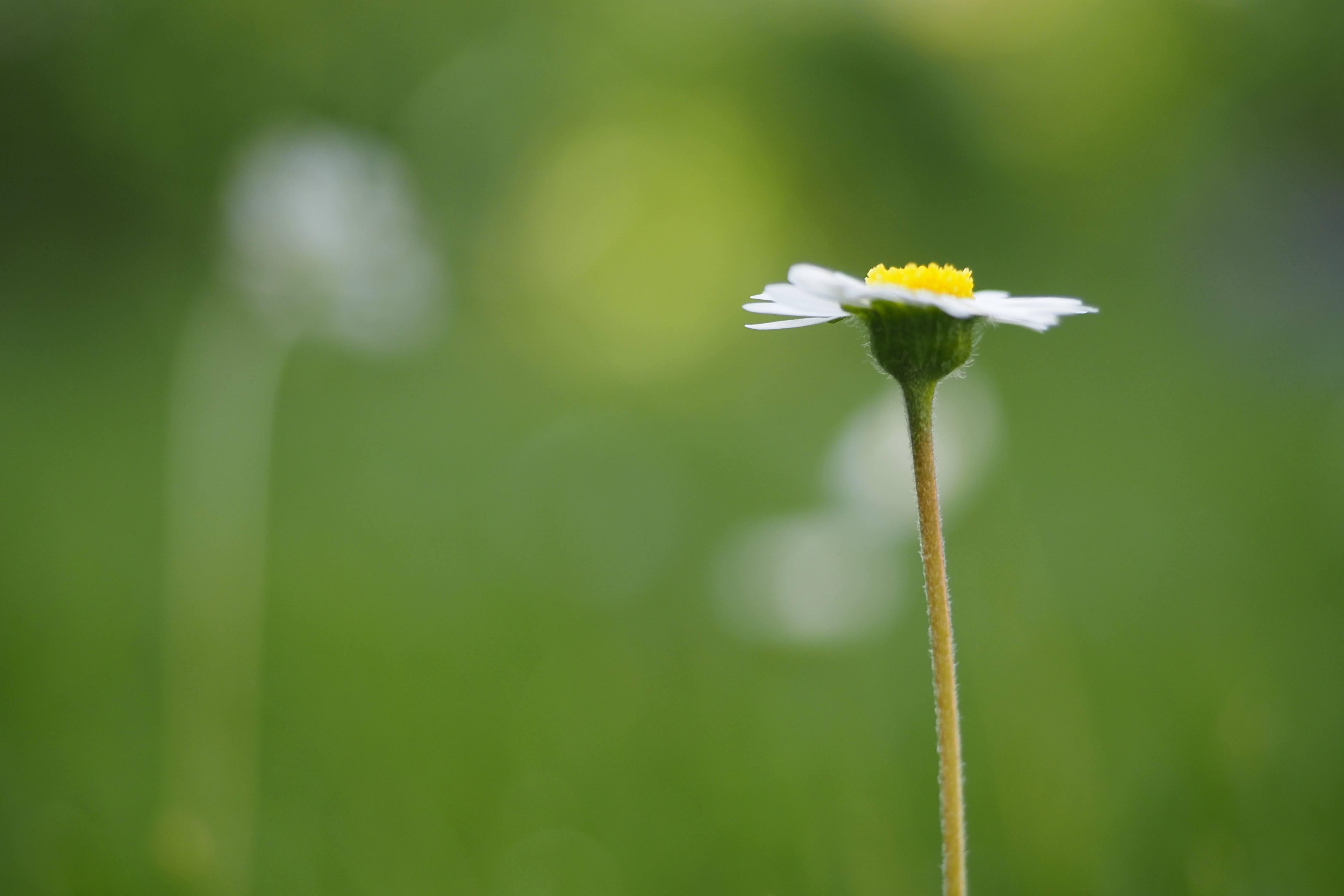Gänseblümchen