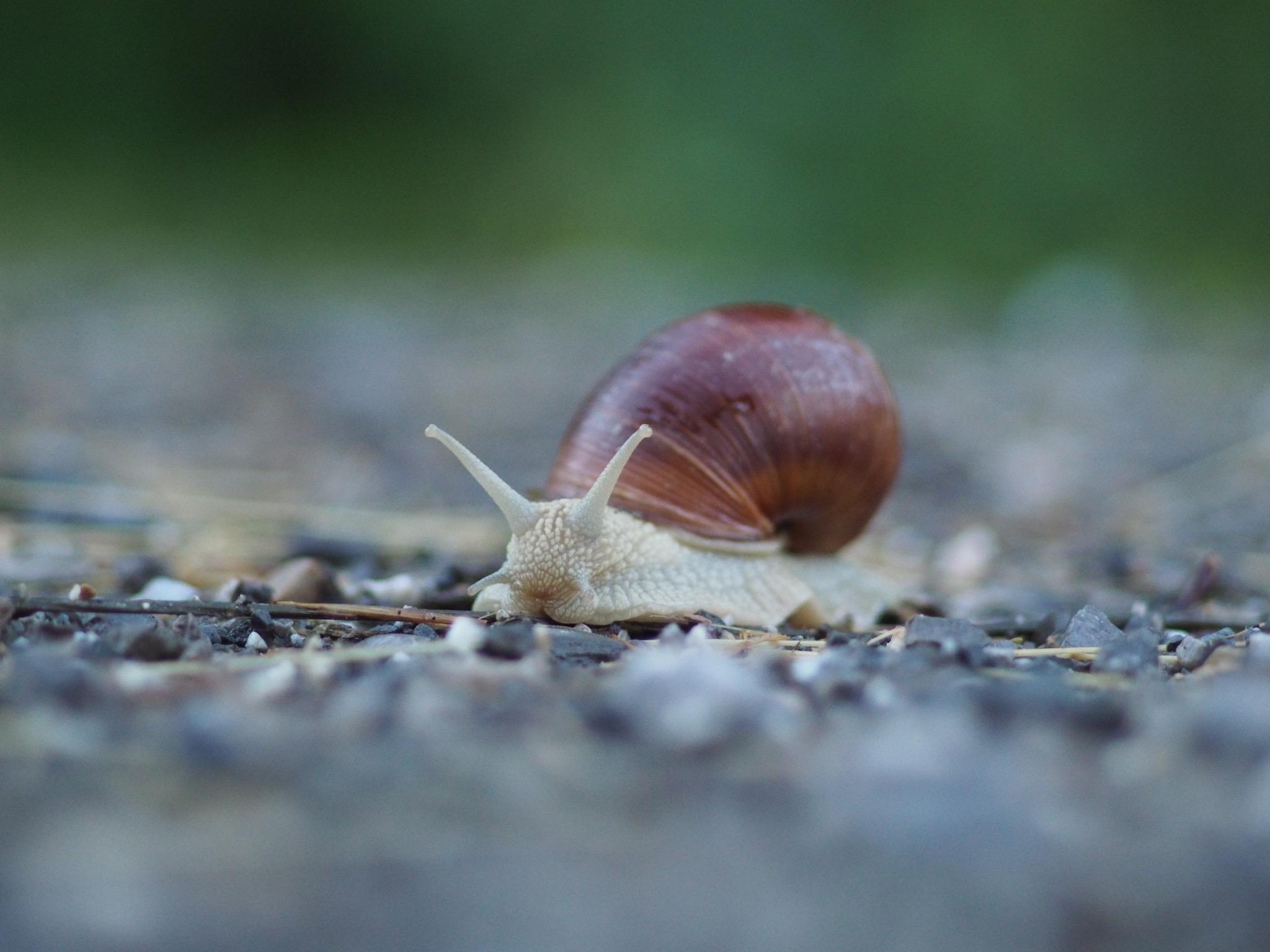 Weinbergschnecke