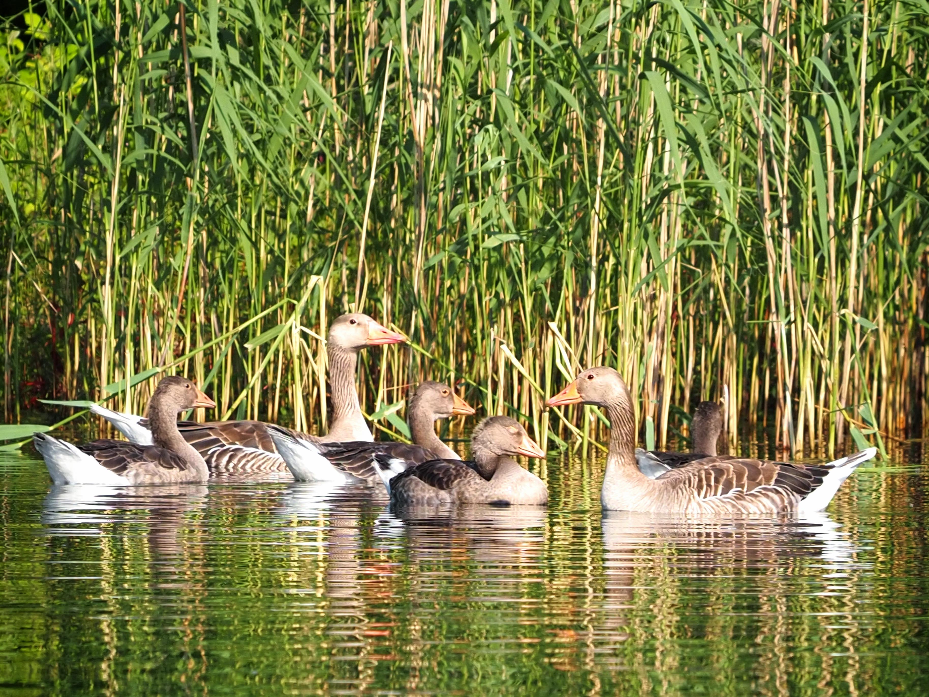 Gänse mit Nachwuchs 