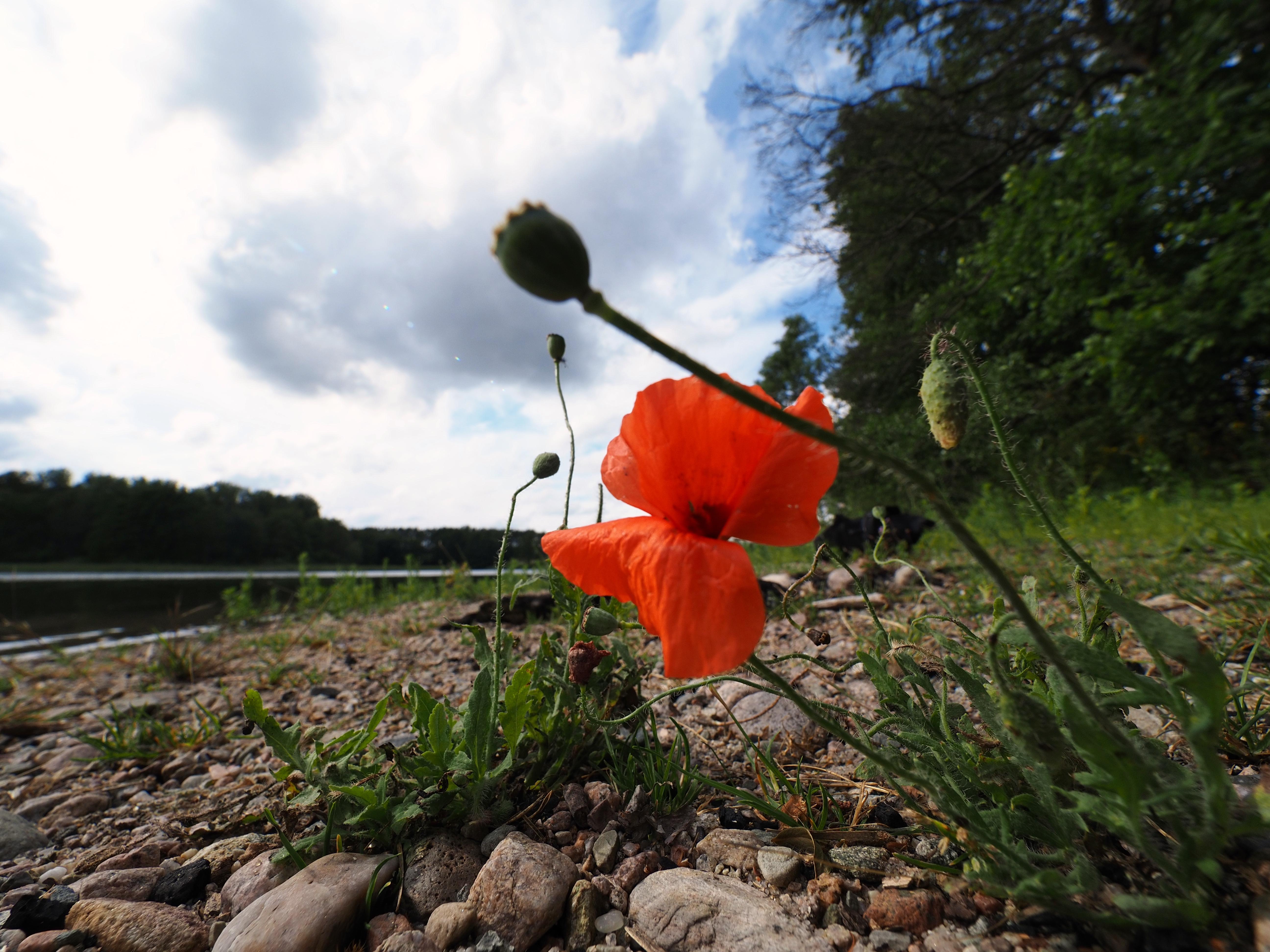 Mohnblume am See