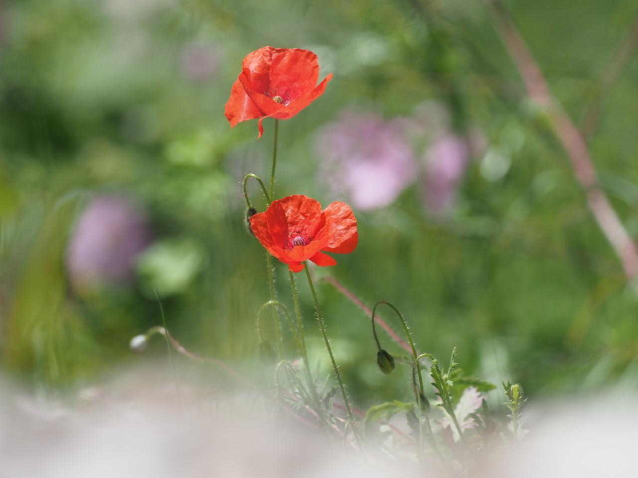 Mohn