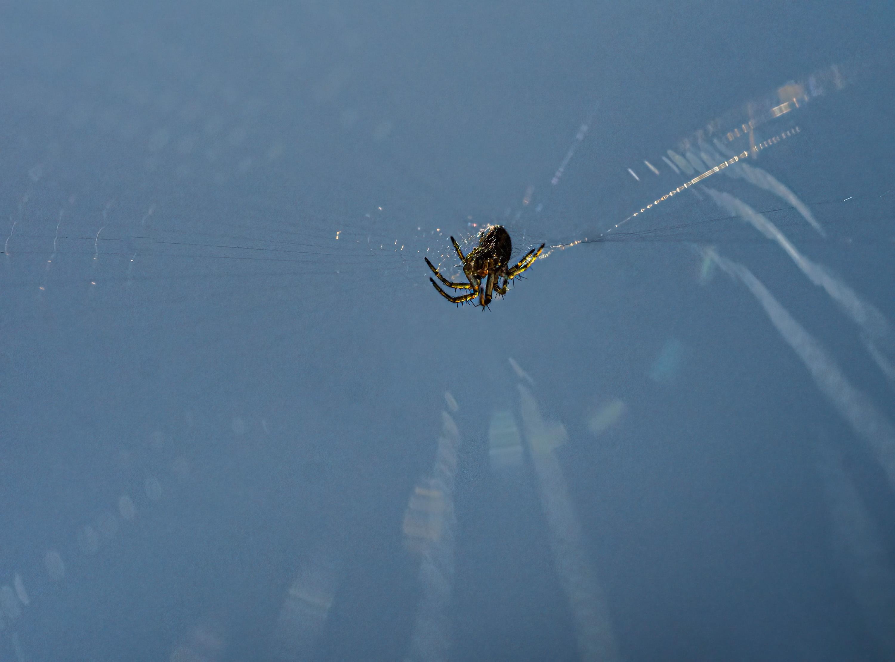 MiniSpinne -ca 2-Stecknadelköpfe groß-bei starkem Wind im Gegenlicht in ihrem Netzt. 2,8/60mm mit Raynox 250 aus der Hand abgestützt