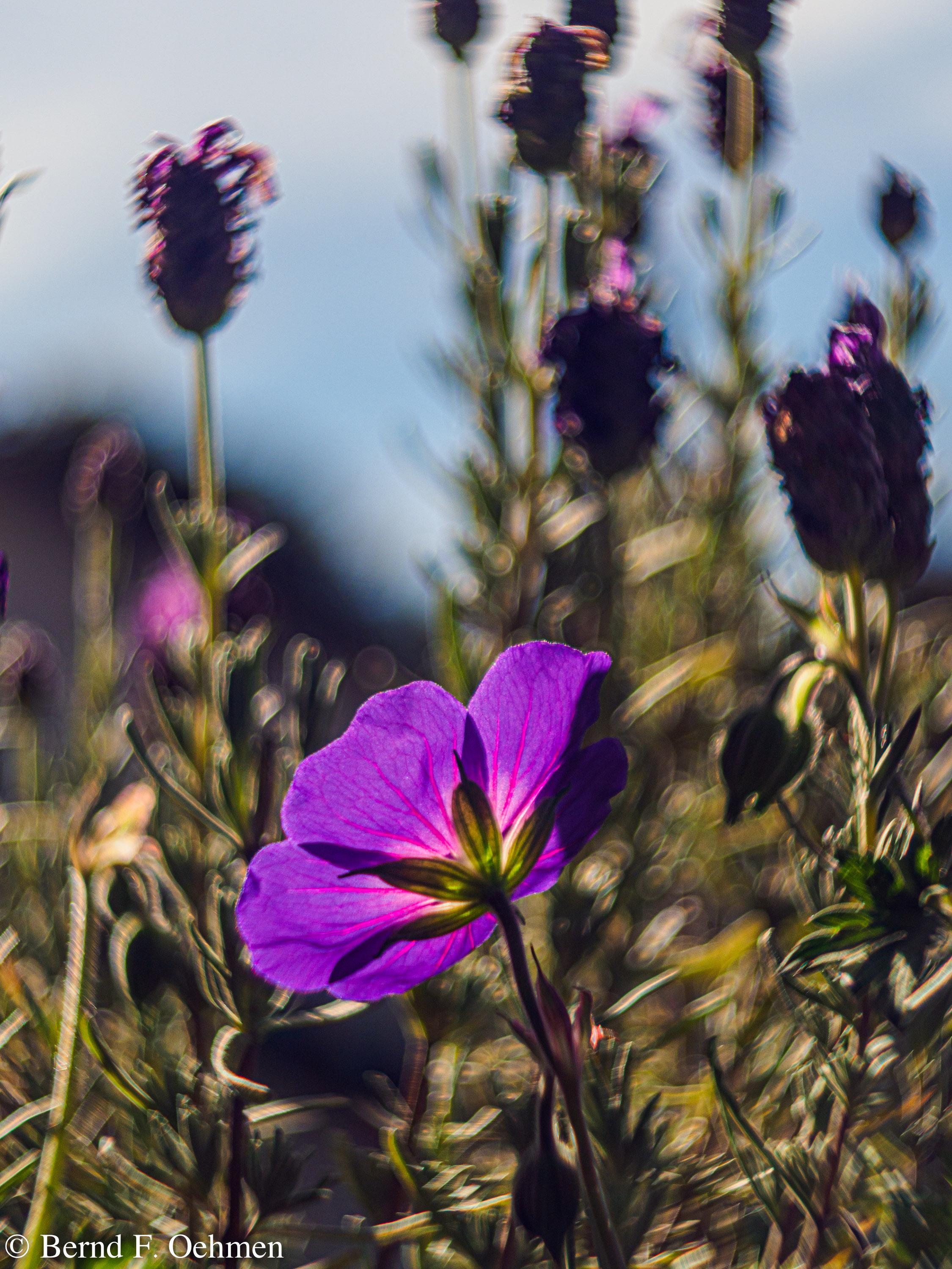 Storchenschnalbelblüte und Lavendelblüten