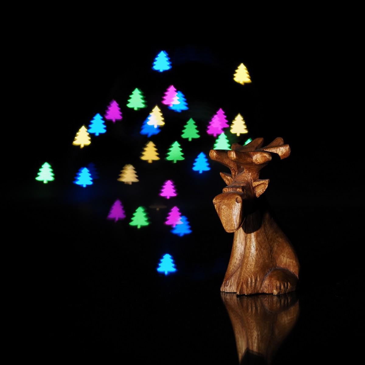 Elch im Lichterwald