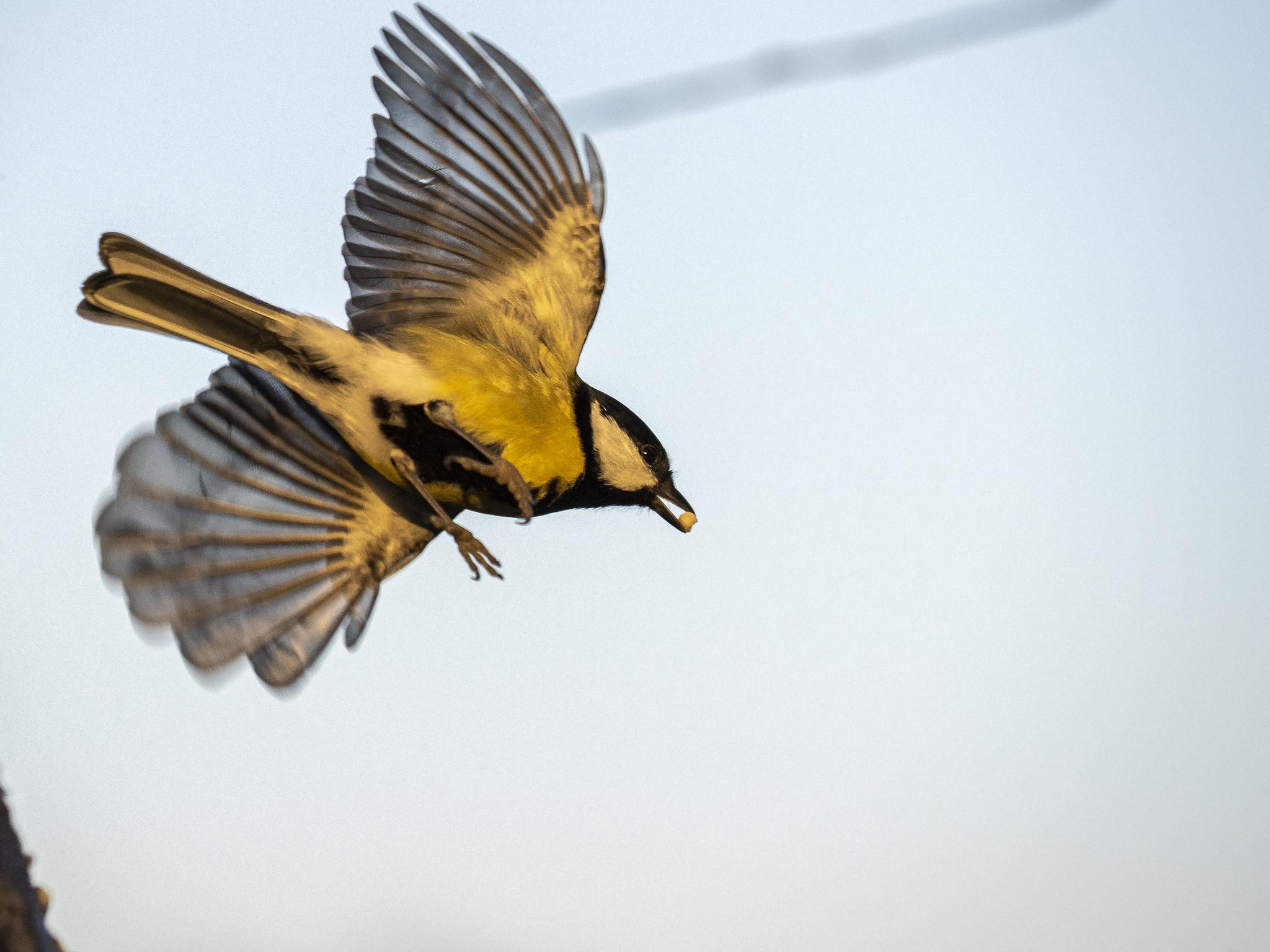 Meise im Flug