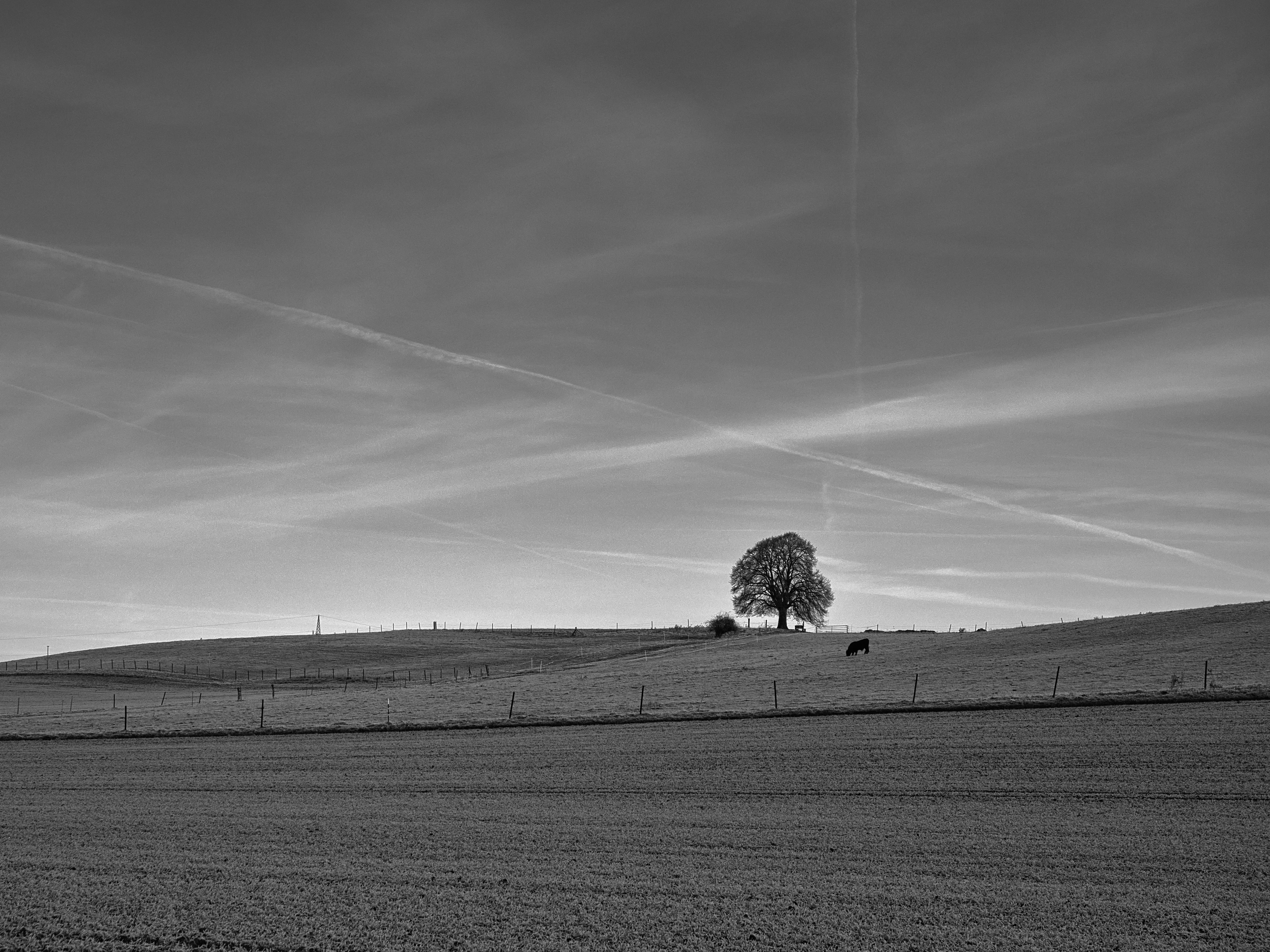 Die Linde auf der "Schwarzen Heide"