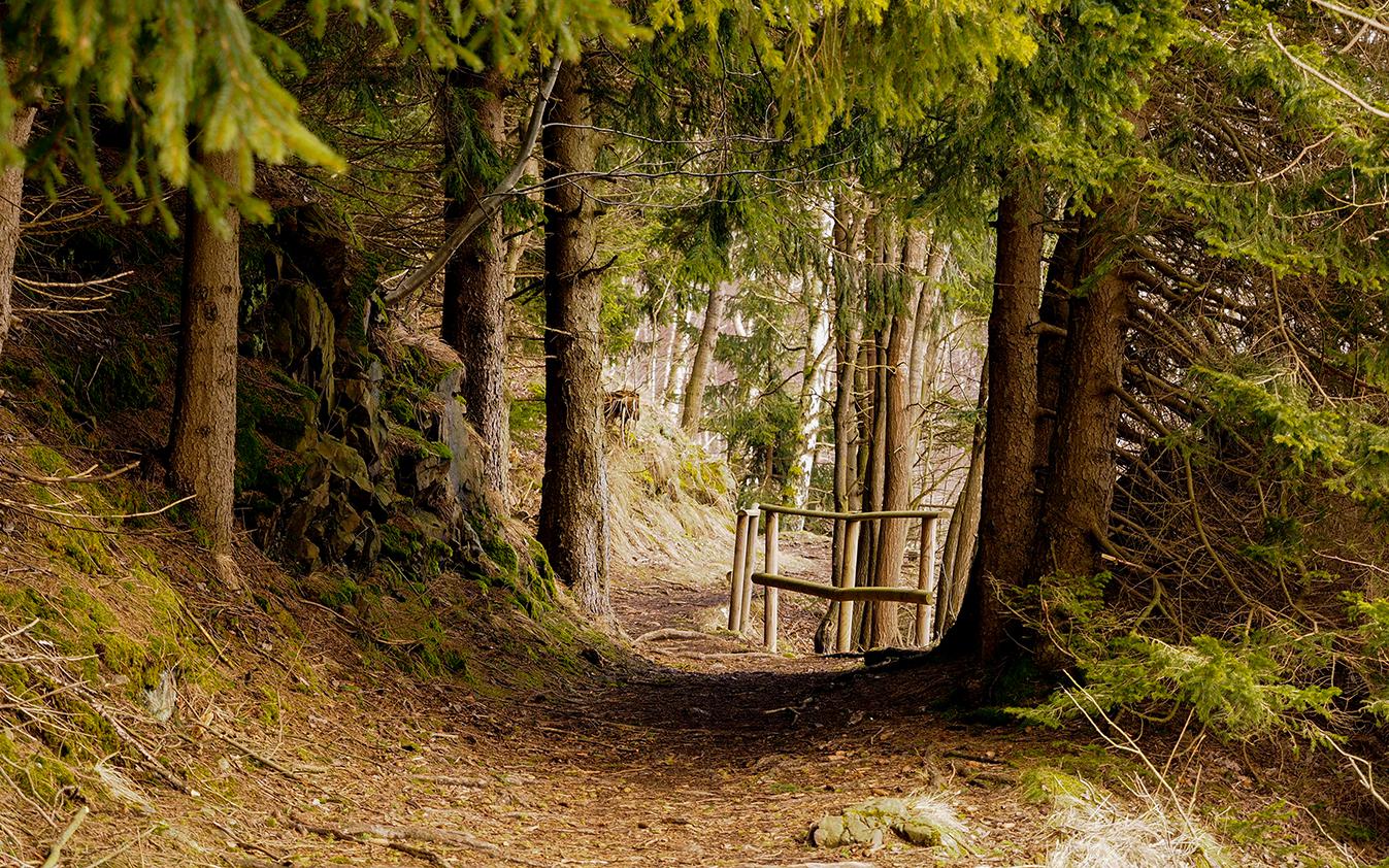 Irgendwo an der Eckertalsperre im Harz