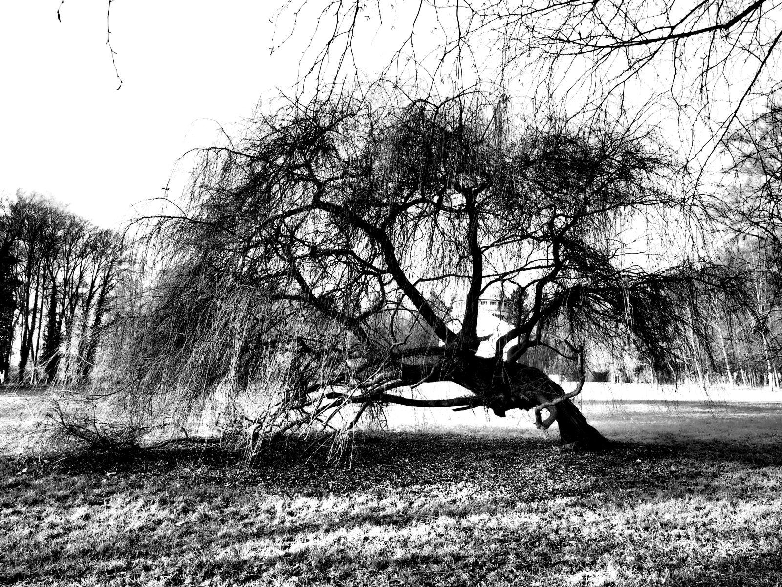 gebeugte Weide