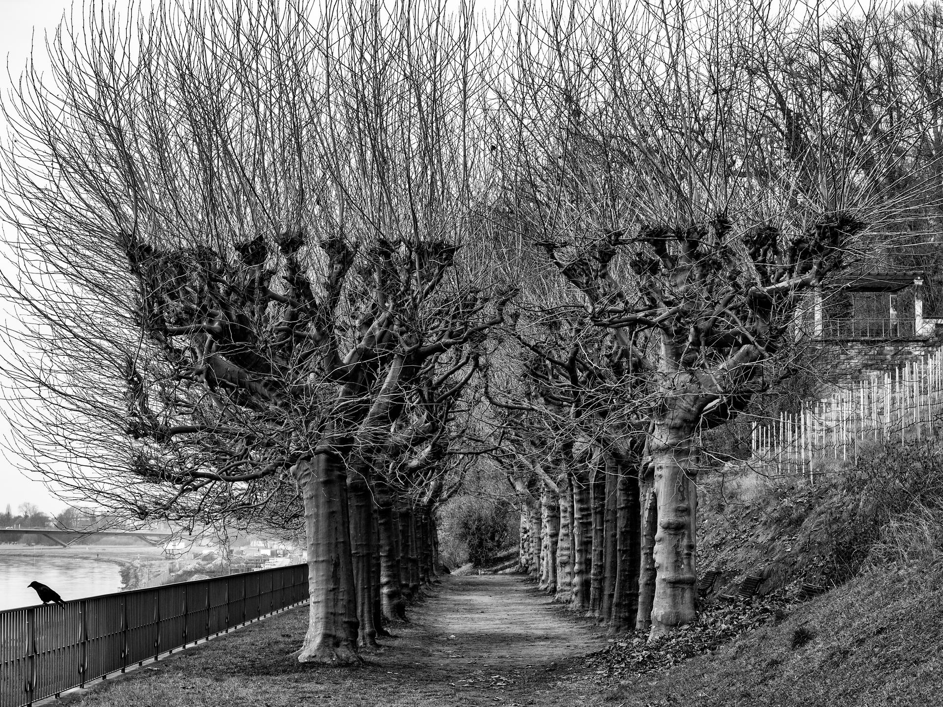 Blick in die Allee