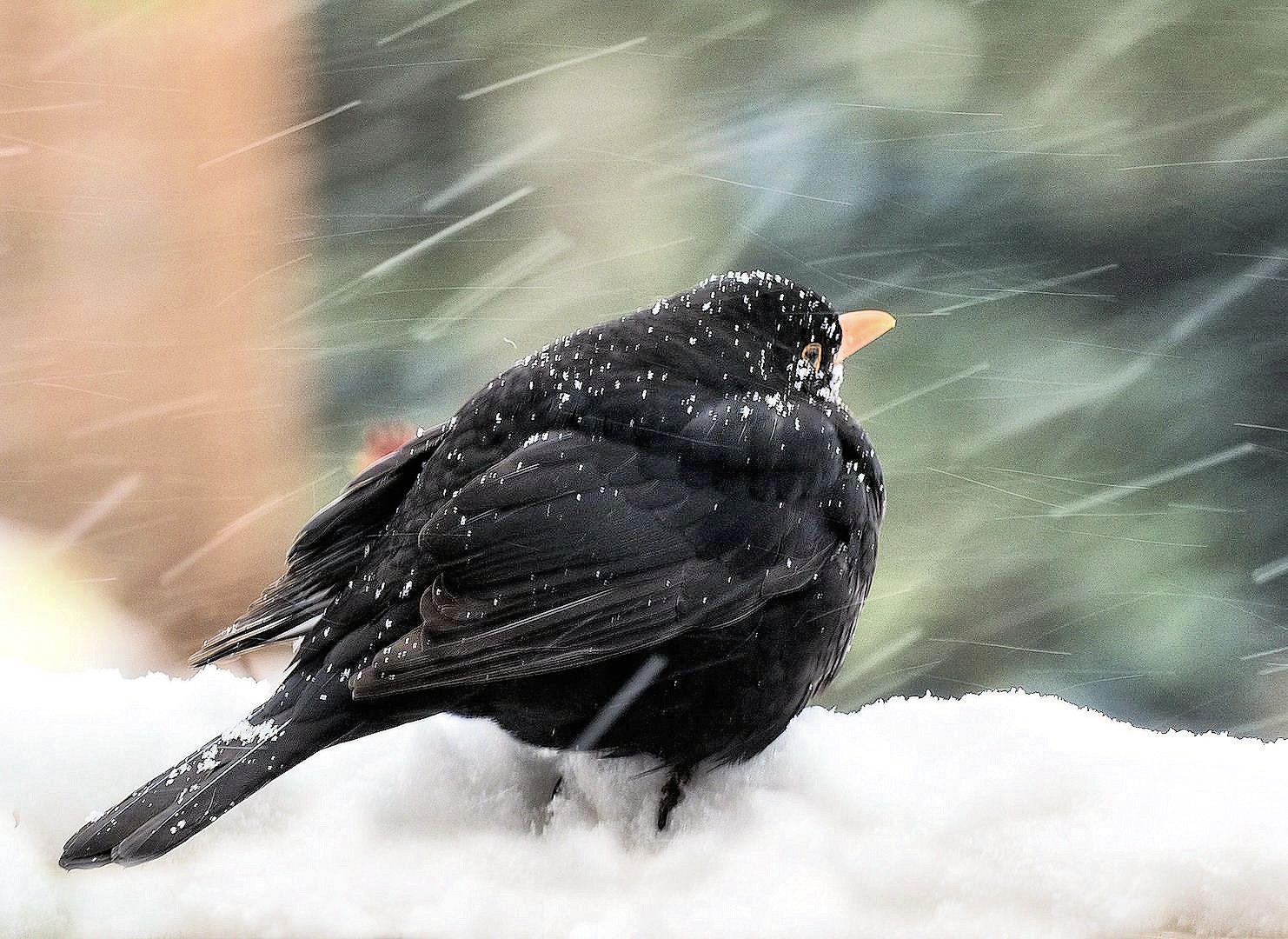 Schneetreiben im Pott