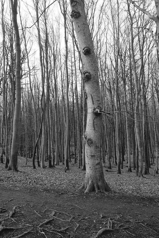 Ein Baum umringt von Bäumen
