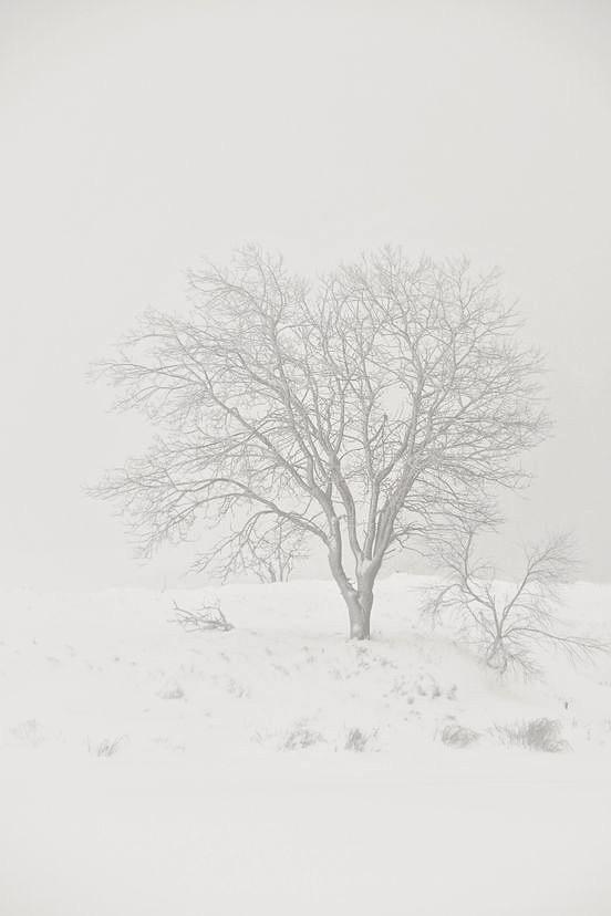 Baum im Schnee