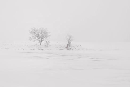 Bäume im Schnee und Nebel
