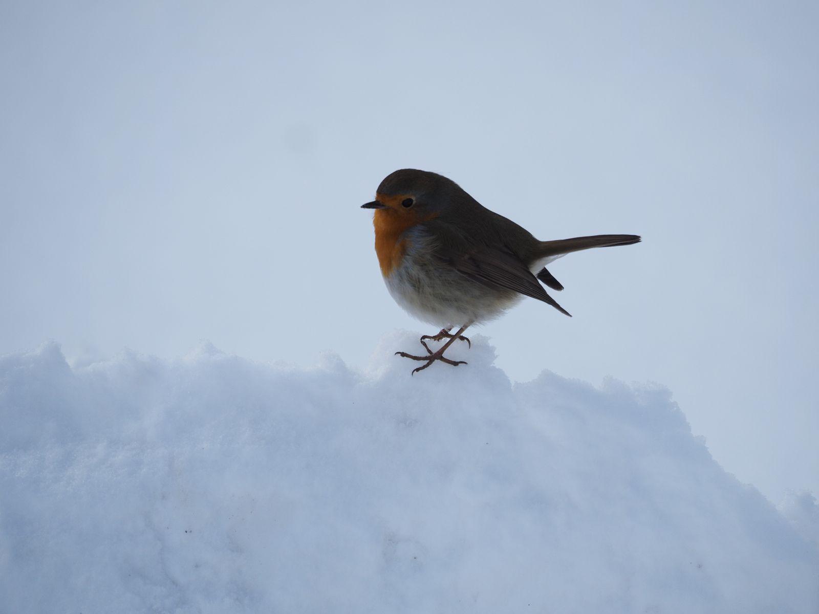 Rotkehlchen auf Schneewehe